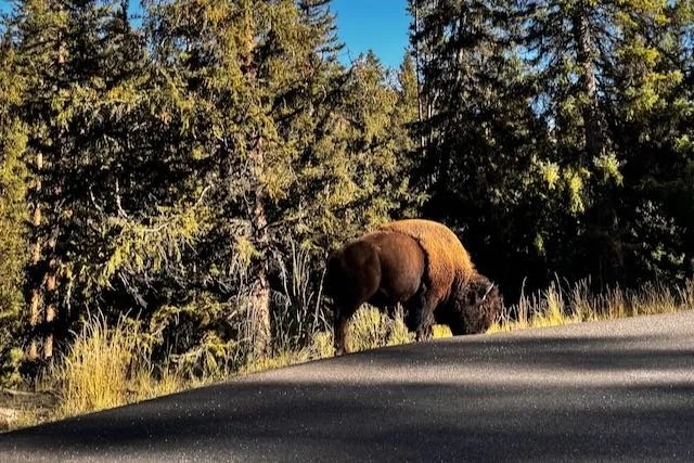 Yellowstone Blogpost - 10 of 25.jpeg