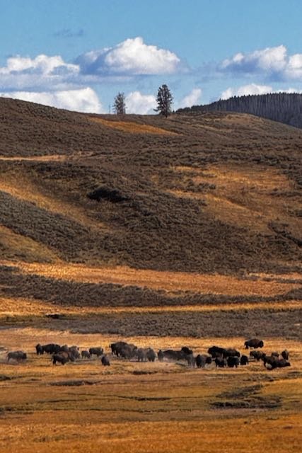 Yellowstone Blogpost - 9 of 25.jpeg