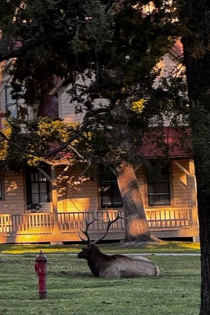 Yellowstone Blogpost - 20 of 25.jpeg