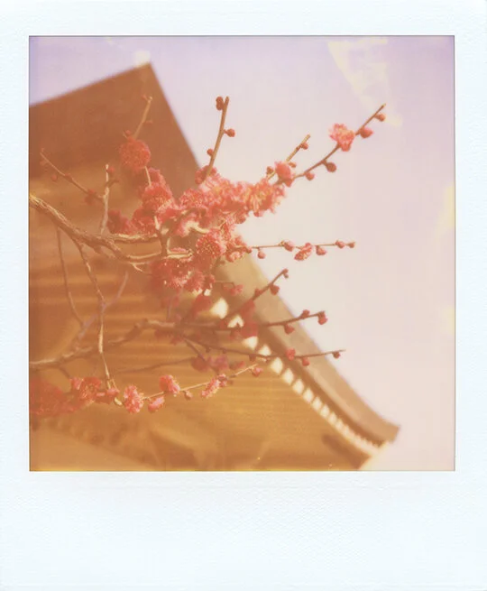 TEMPLE & BLOSSOM_CROP&DUST_BRIGHT.jpg
