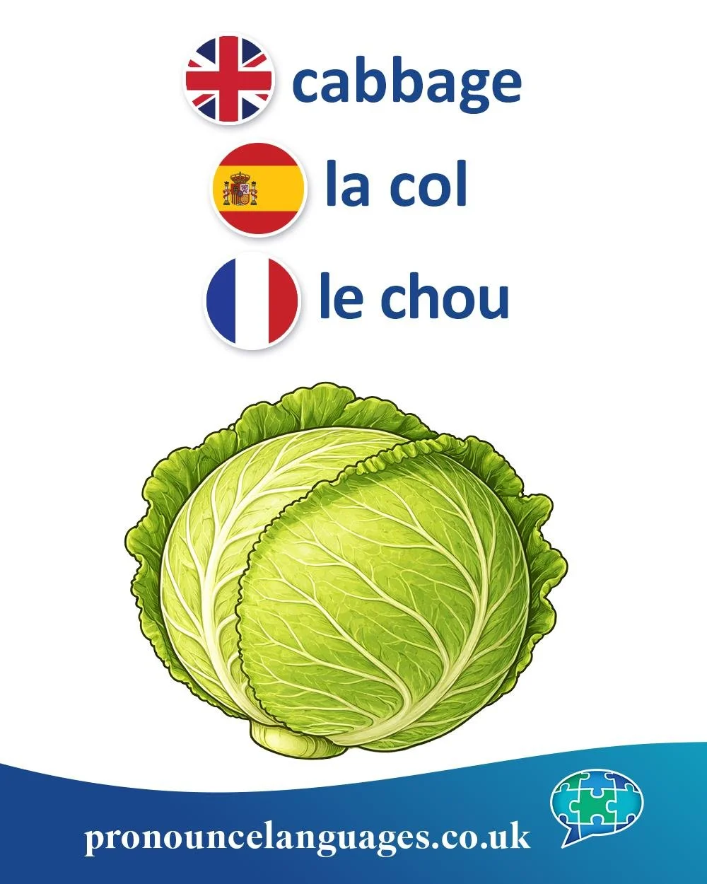 Word of the Day 🥬

🇬🇧 Cabbage comes from Old French caboche, meaning &ldquo;head,&rdquo; referring to the round, head-like shape of the vegetable.

🇪🇸 La col comes from Latin caulis, meaning &ldquo;stem&rdquo; or &ldquo;cabbage.&rdquo; It&rsquo;