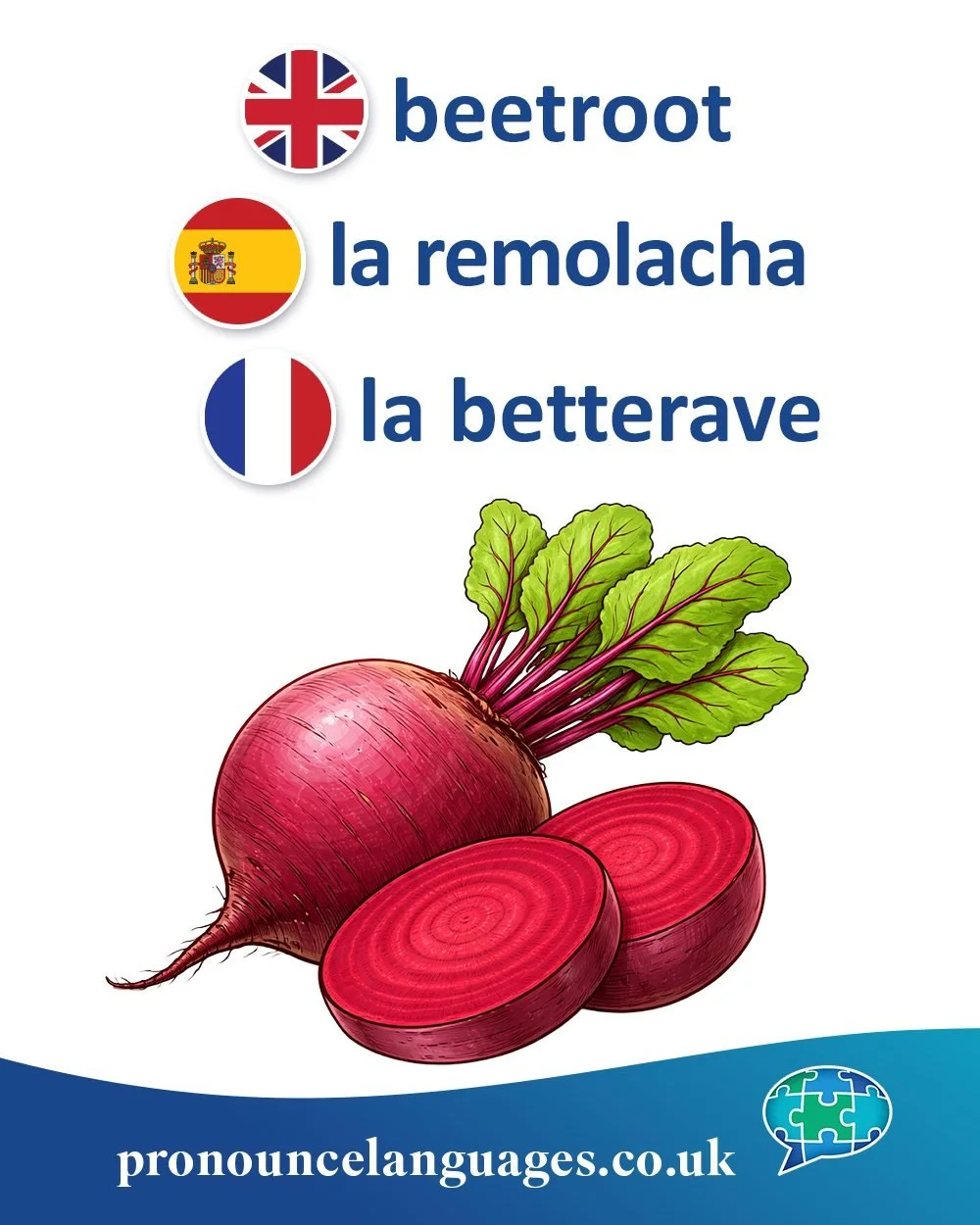 Word of the Day ❤️

🇬🇧 Beetroot comes from Old English bēte (beet) + root. The word beet itself comes from Latin beta, meaning beet. British English uses beetroot, while American English usually says just beet.

🇪🇸 La remolacha comes from Latin r