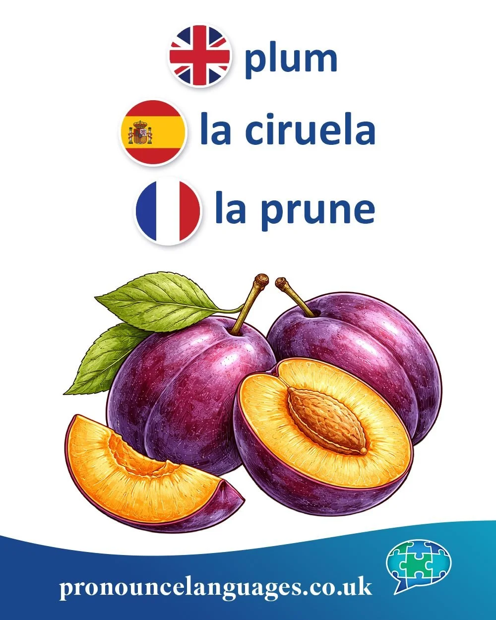 Word of the Day 🍑

🇬🇧 Plum comes from Old English plūme, from Latin prunum, meaning plum. The word travelled through Germanic languages before becoming modern English plum.

🇪🇸 La ciruela comes from Latin cereola, meaning &ldquo;little wax-colou