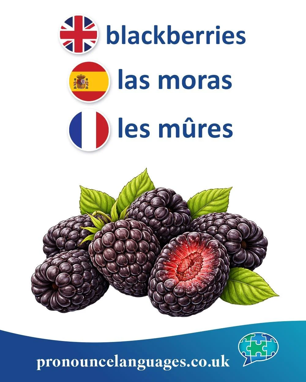 Word of the Day 🫐

🇬🇧 Blackberry is a compound of black + berry, simply describing the colour of the fruit. The word berry comes from Old English berie, a very old Germanic word for small fruits.

🇪🇸 Las moras comes from Latin morum, meaning mul