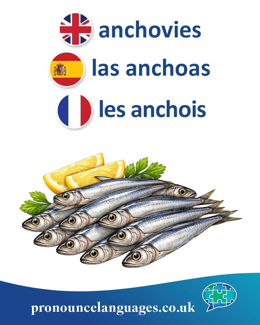 Word of the Day 🐟

🇬🇧 Anchovy comes from Spanish anchoa, which probably comes from Basque antxoa. English borrowed the word through Spanish during the period of Mediterranean trade.

🇪🇸 La anchoa comes from Basque antxoa, showing the influence o