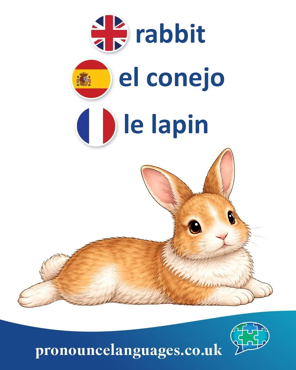 Word of the Day 🐰

🇬🇧 Rabbit comes from Middle English rabet, possibly from Middle Dutch robbe or related forms. The word originally referred specifically to a young rabbit, while coney was the older term for the animal in general. Over time, rabb