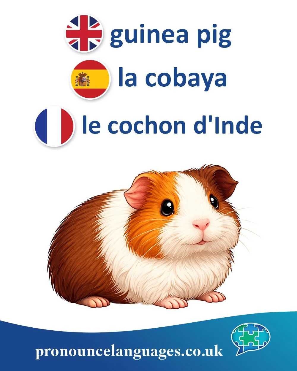 Word of the Day🐹

🇬🇧 Guinea pig is a bit of a mystery! Despite the name, the animal is not from Guinea and is not a pig. The term likely arose because early European traders associated exotic animals with distant places like Guinea, and the &ldquo