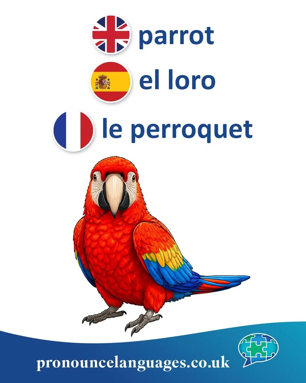 Word of the Day 🦜

🇬🇧 Parrot comes from Old French perrot / perrotte, a diminutive form of a personal name Pierre (Peter). It was used as a nickname for a talking bird, and the name became associated with the animal in English.

🇪🇸 El loro is th