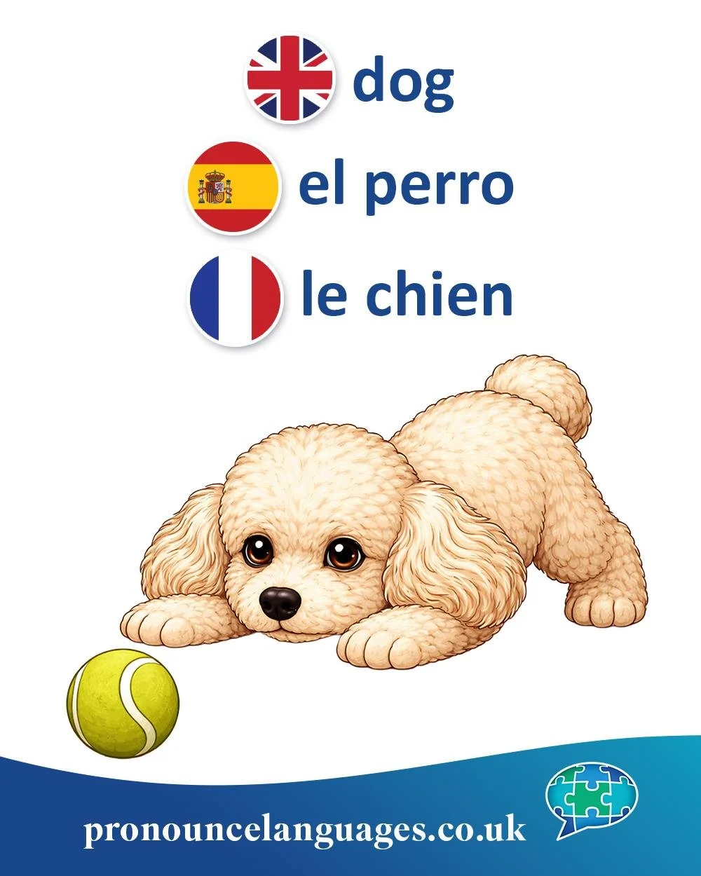 Word of the Day 🐶

🇬🇧 Dog comes from Old English docga, a word whose exact origin is unknown. Interestingly, Old English more commonly used hound (hund) for dogs in general, while dog became the dominant everyday word over time.

🇪🇸 El perro com