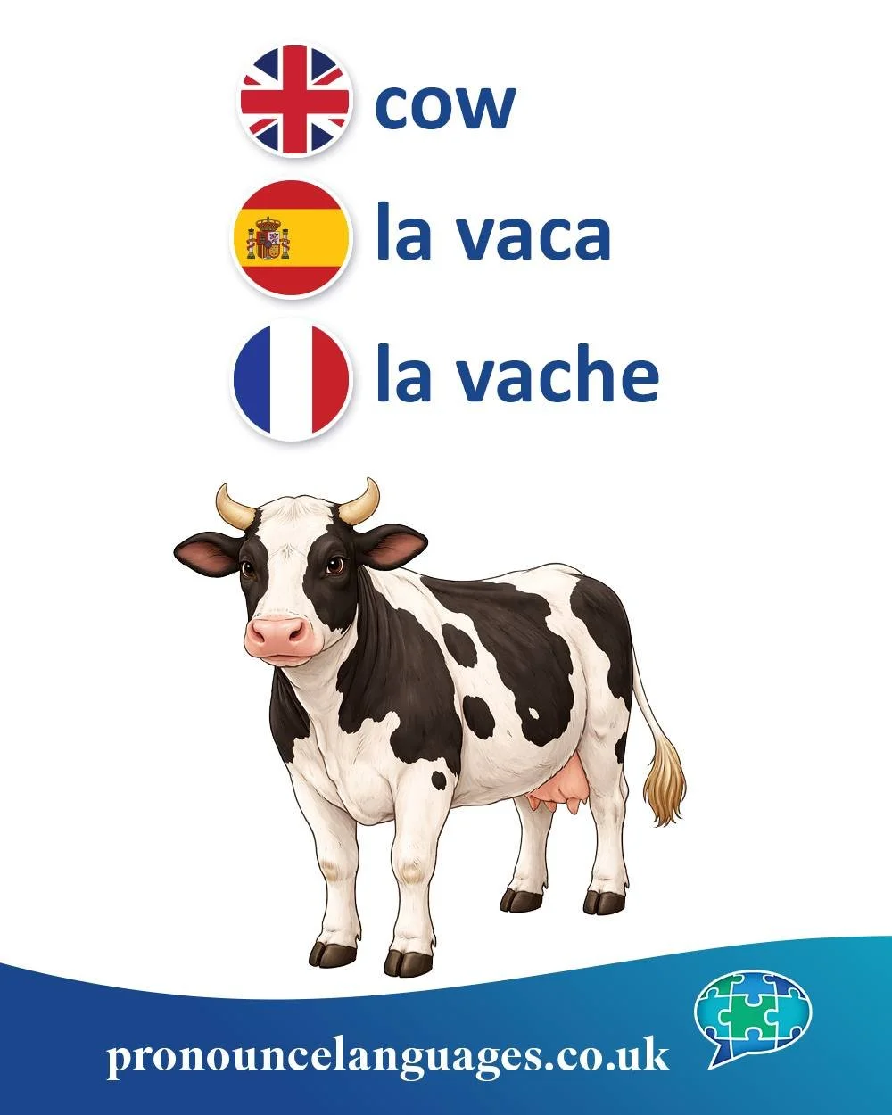 Word of the Day 🐄

🇬🇧 Cow comes from Old English cū, from Proto-Germanic kūz, from Proto-Indo-European gʷōus, meaning cow or cattle. It is a very ancient word, related to German Kuh.

🇪🇸 La vaca comes from Latin vacca, meaning cow. This is the s