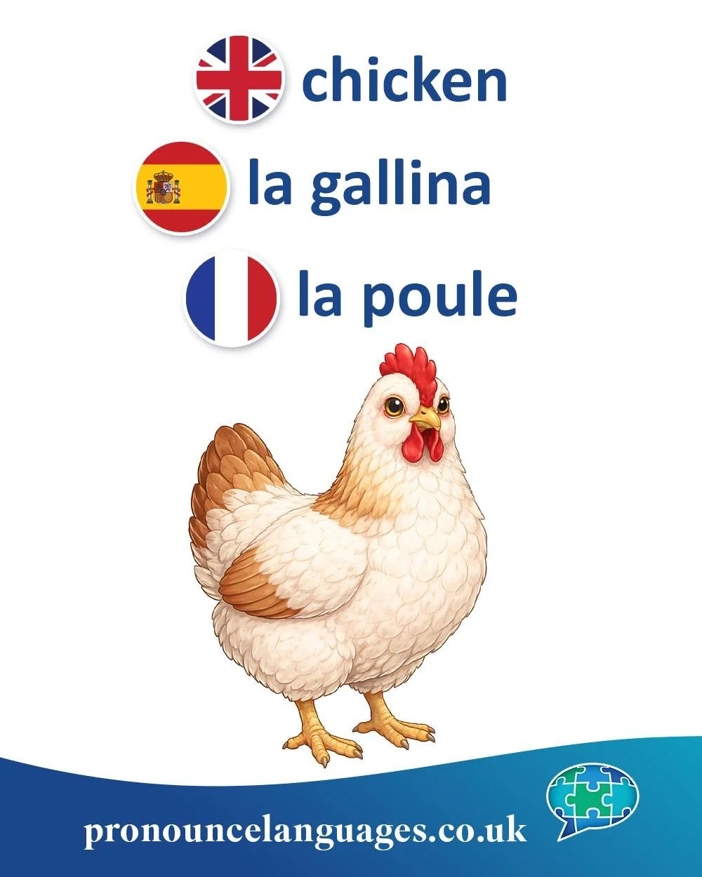 Word of the Day 🐔

🇬🇧 Chicken comes from Old English cicen, originally meaning a young chicken. In modern usage, chicken is the general term for the species.

Female: a hen
Male: a rooster (US) / a cockerel (UK)

🇪🇸 La gallina comes from Latin g