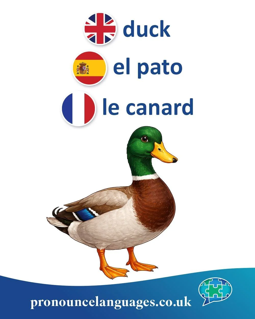 Word of the Day 🦆

🇬🇧 Duck comes from Old English dūce, from Proto-Germanic dukōn. The exact origin is uncertain, but it is thought to be imitative of the bird&rsquo;s movement or sound.

🇪🇸 El pato comes from a pre-Roman or possibly expressive 