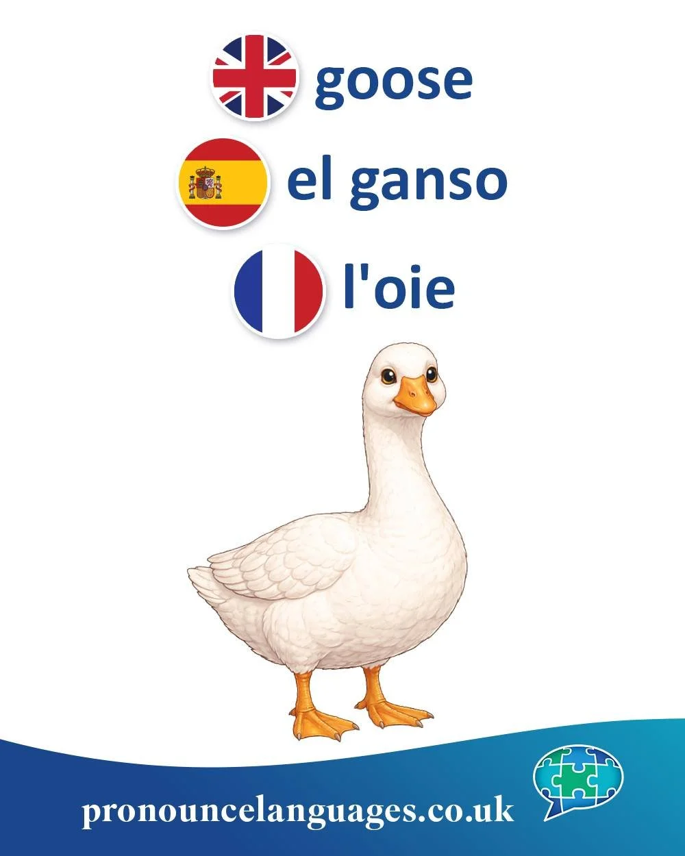 Word of the Day 🪿

🇬🇧 Goose comes from Old English gōs, from Proto-Germanic gans. It is related to German Gans and Dutch gans.

🇪🇸 El ganso comes from Latin anser, the classical Latin word for goose, which evolved into Spanish through sound chan