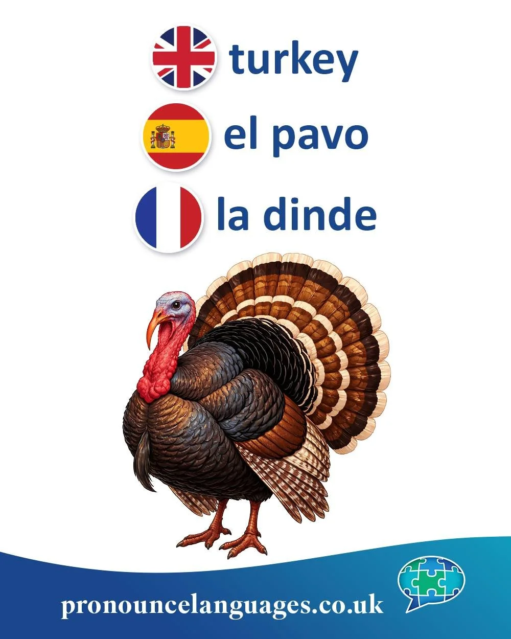 Word of the Day 🦃

🇬🇧 Turkey (the bird) has a famously confusing name. In English, the word originally referred to a different exotic bird imported to Europe through trade routes associated with the Ottoman Empire, often broadly called &ldquo;Turk