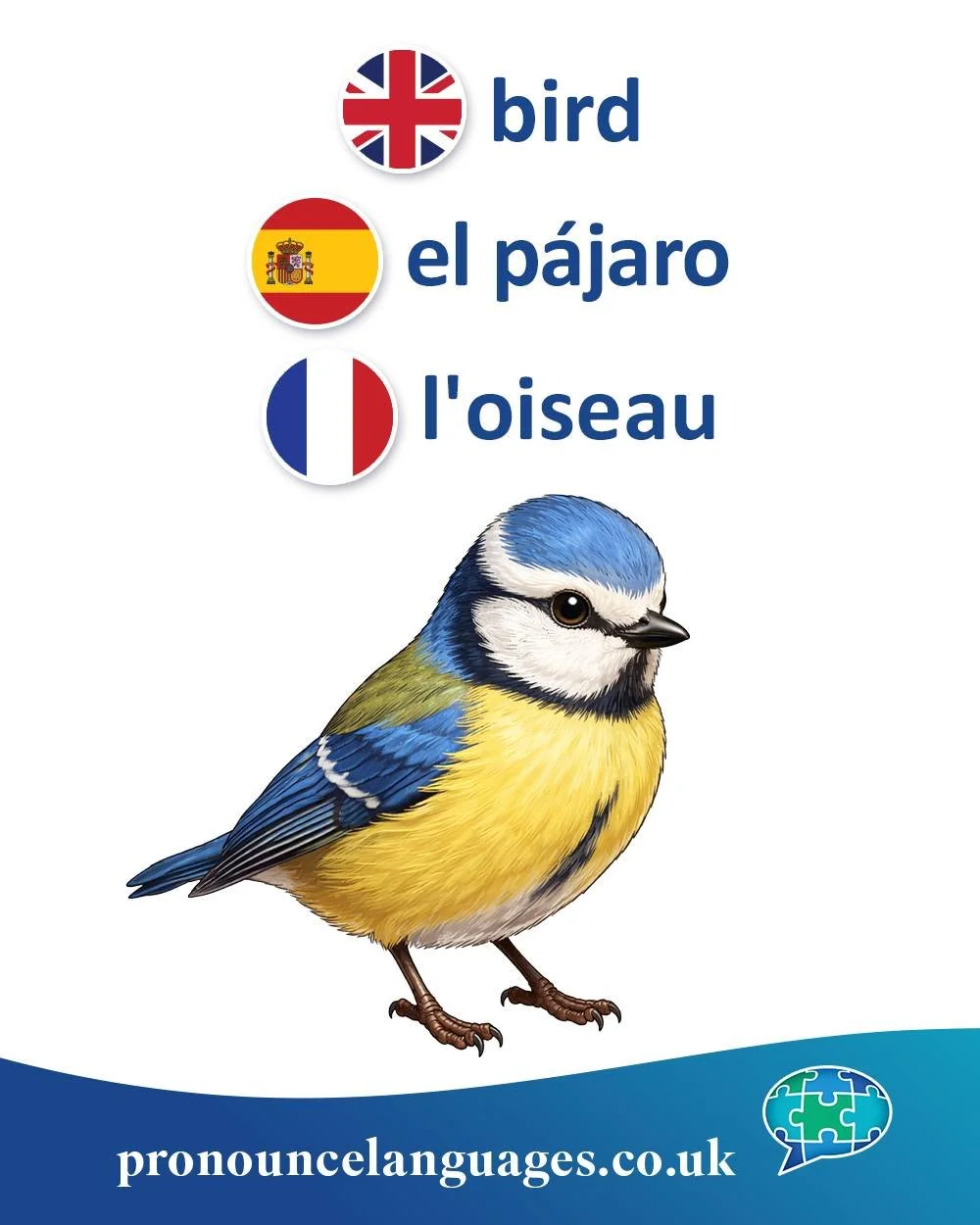 Word of the Day 🐦

🇬🇧 Bird comes from Old English brid, which originally meant a young bird (a chick). Over time, it replaced the older general word fowl (fugol) and became the standard term for all birds.

🇪🇸 El p&aacute;jaro comes from a pre-R
