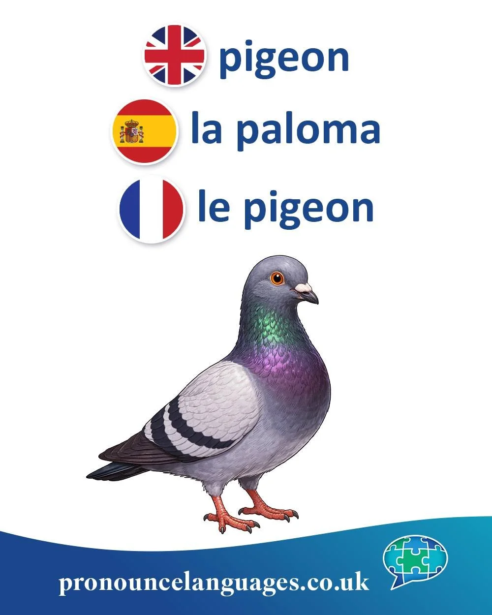 Word of the Day 🐦

🇬🇧 Pigeon comes from Old French pijon / pigeon, a diminutive of Latin pipio, meaning &ldquo;young chirping bird.&rdquo;

🇪🇸 La paloma comes from Latin palumba, meaning pigeon or dove. Spanish uses the same word for both pigeon