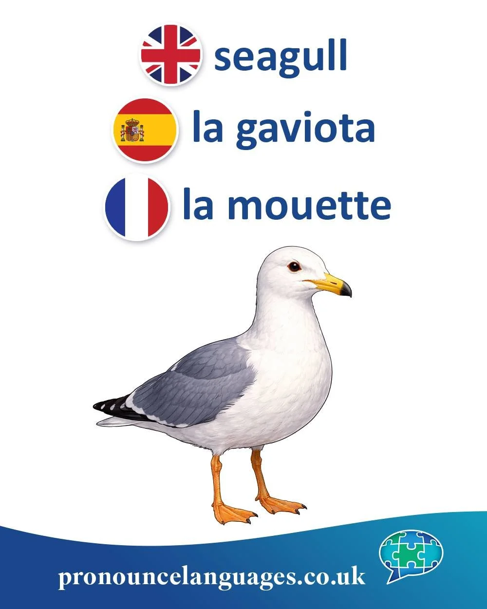 Word of the Day 🌊

🇬🇧 Seagull is a compound of sea + gull, simply describing a gull found near the sea. The word gull comes from Old Norse m&aacute;fr via later Germanic developments, and has long been used for these coastal birds.

🇪🇸 La gaviot