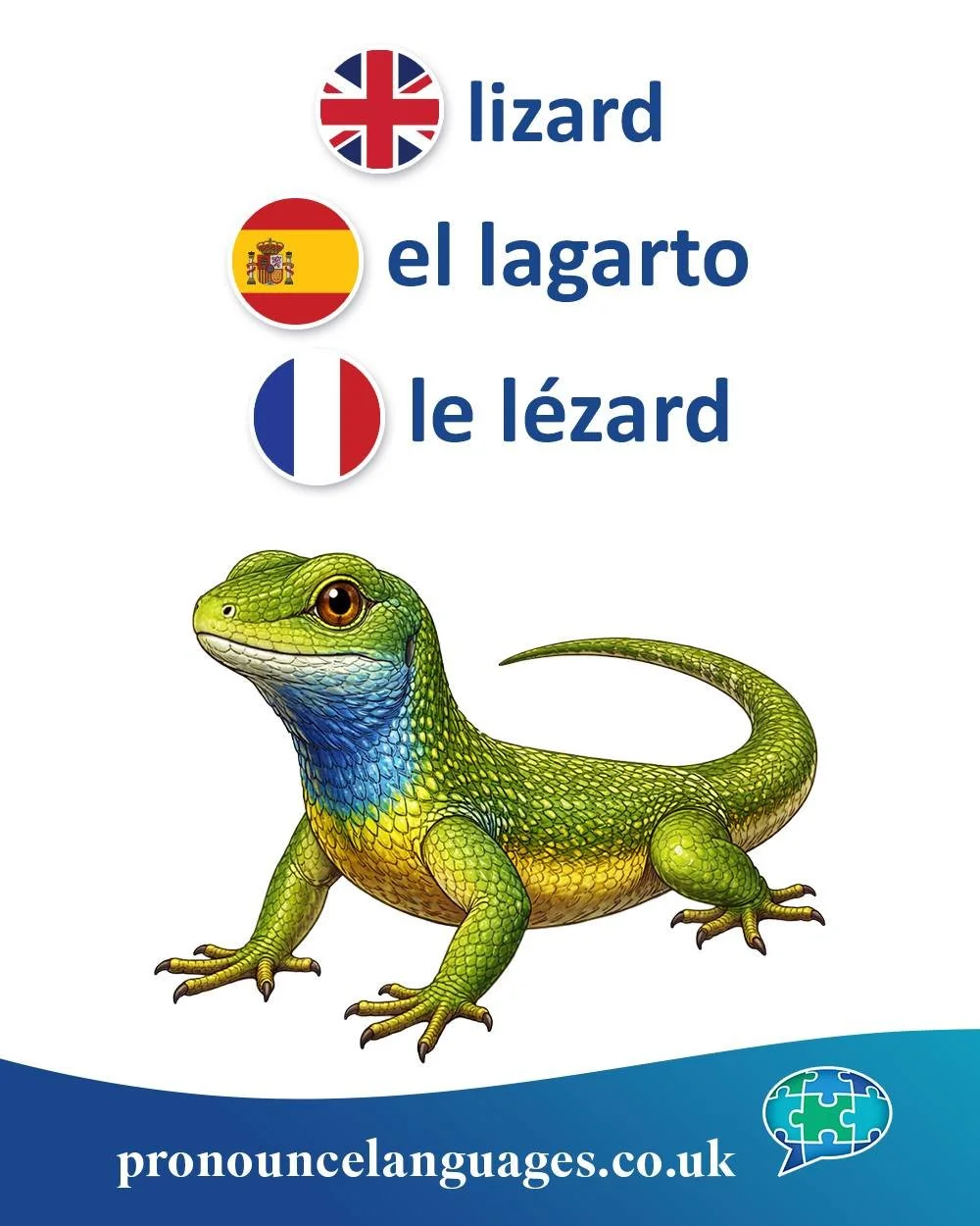 Word of the Day 🦎

🇬🇧 Lizard comes from Old French lesarde, from Latin lacerta, meaning lizard. The word changed shape as it passed through French into English.

🇪🇸 El lagarto comes from Latin lacertus, a related form of lacerta, also meaning li