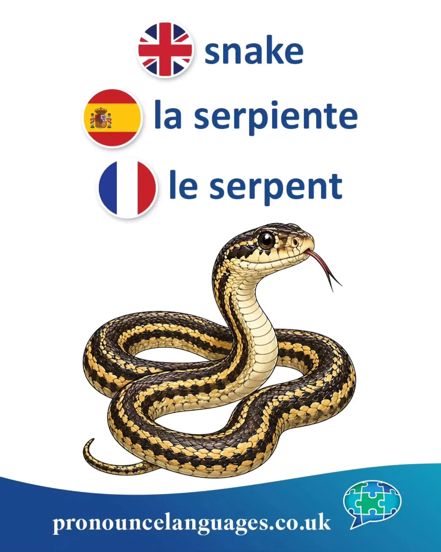 Word of the Day 🐍

🇬🇧 Snake comes from Old English snaca, from Proto-Germanic snakōn. It is likely related to a root meaning &ldquo;to crawl&rdquo; or &ldquo;to creep.&rdquo;

🇪🇸 La serpiente comes from Latin serpens, from the verb serpere, mean