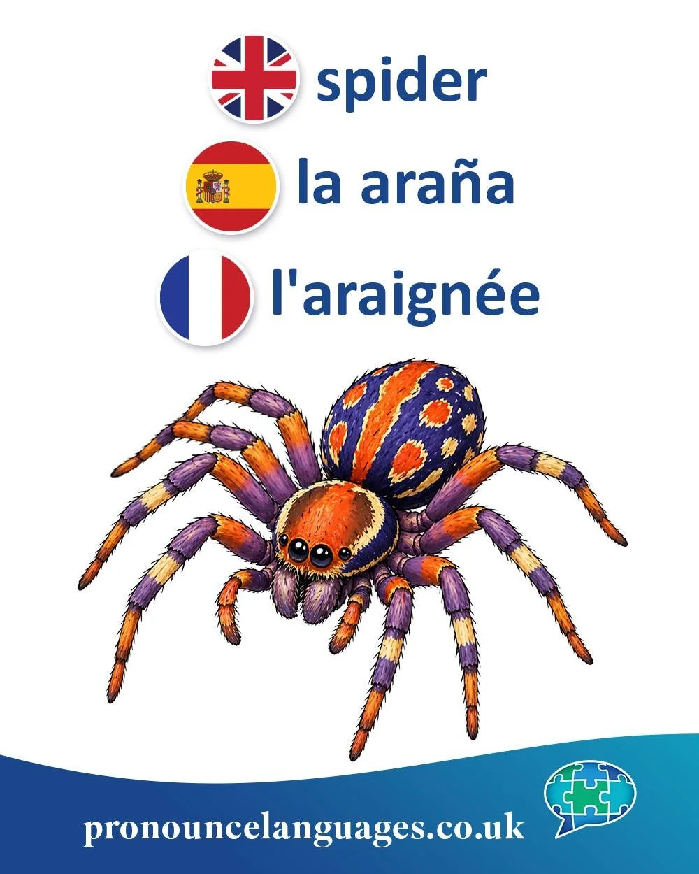 Word of the Day 🕷️

🇬🇧 Spider comes from Old English spīthra / spīder, possibly related to a root meaning &ldquo;spinner,&rdquo; referring to the webs spiders make.

🇪🇸 La ara&ntilde;a comes from Latin arānea, meaning spider.

🇫🇷 L&rsquo;araig