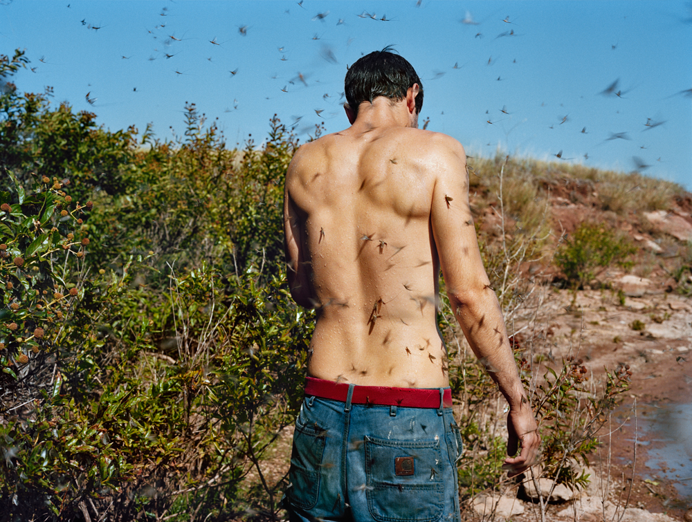 HLynton_StephenMayflies.jpg