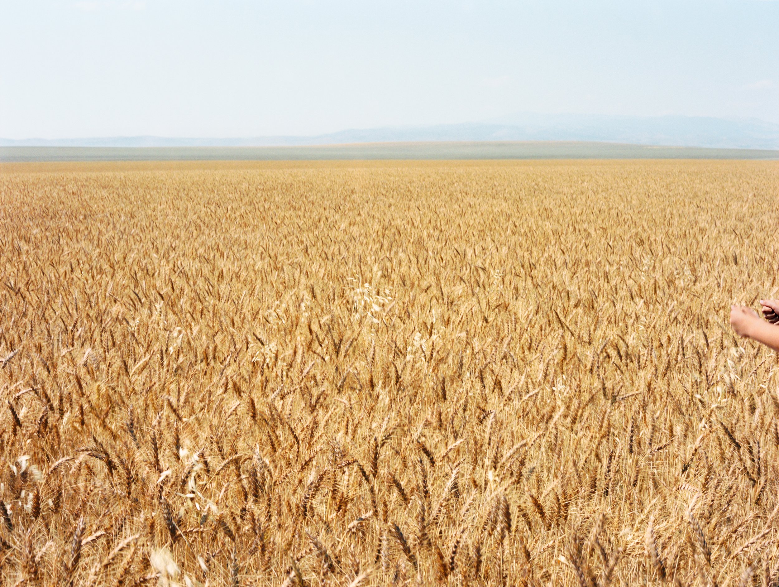 Holly Lynton - Bare Handed - 48 - wheat.jpg