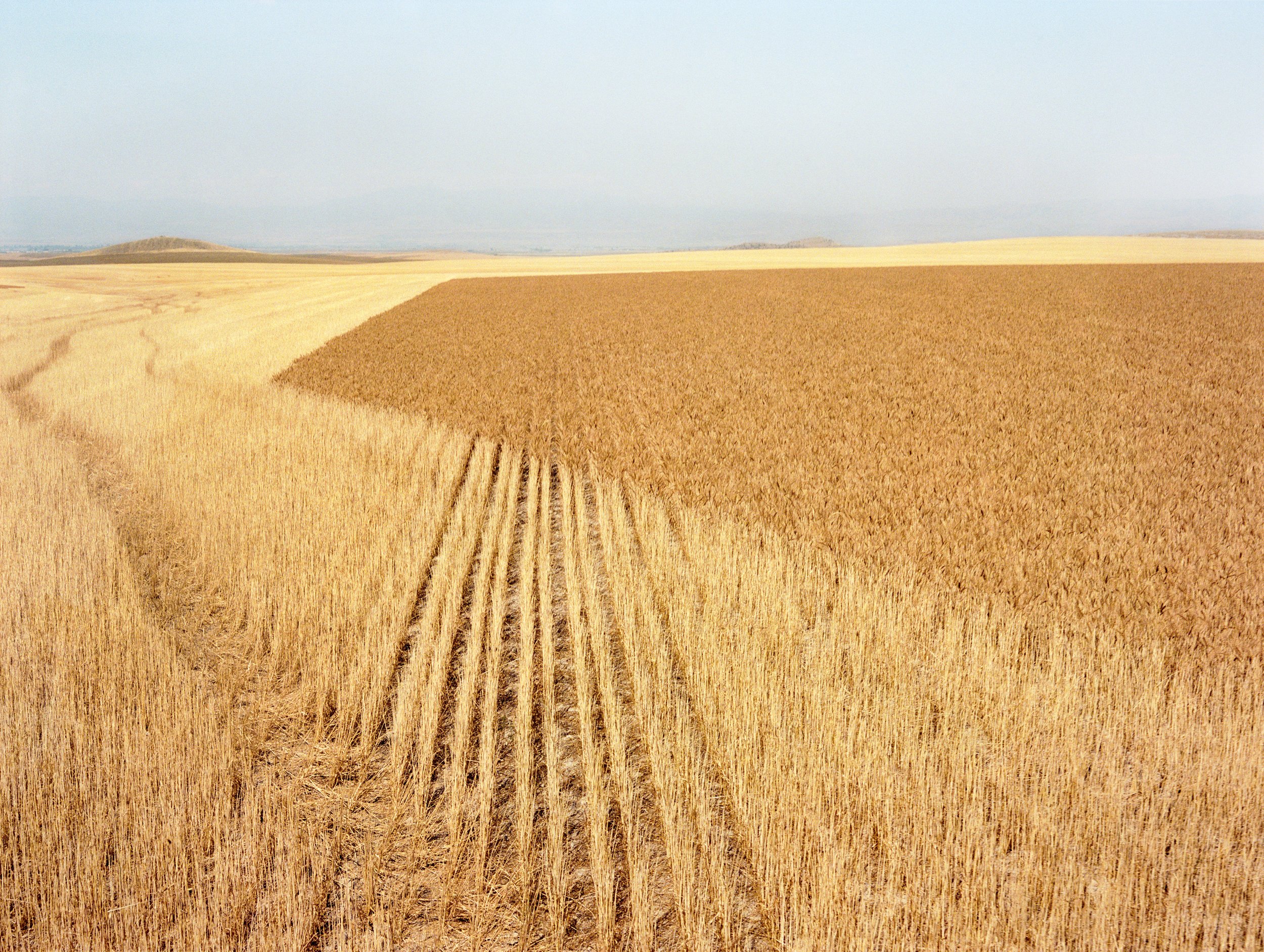 Holly Lynton - Bare Handed - 69 - wheat field.jpg