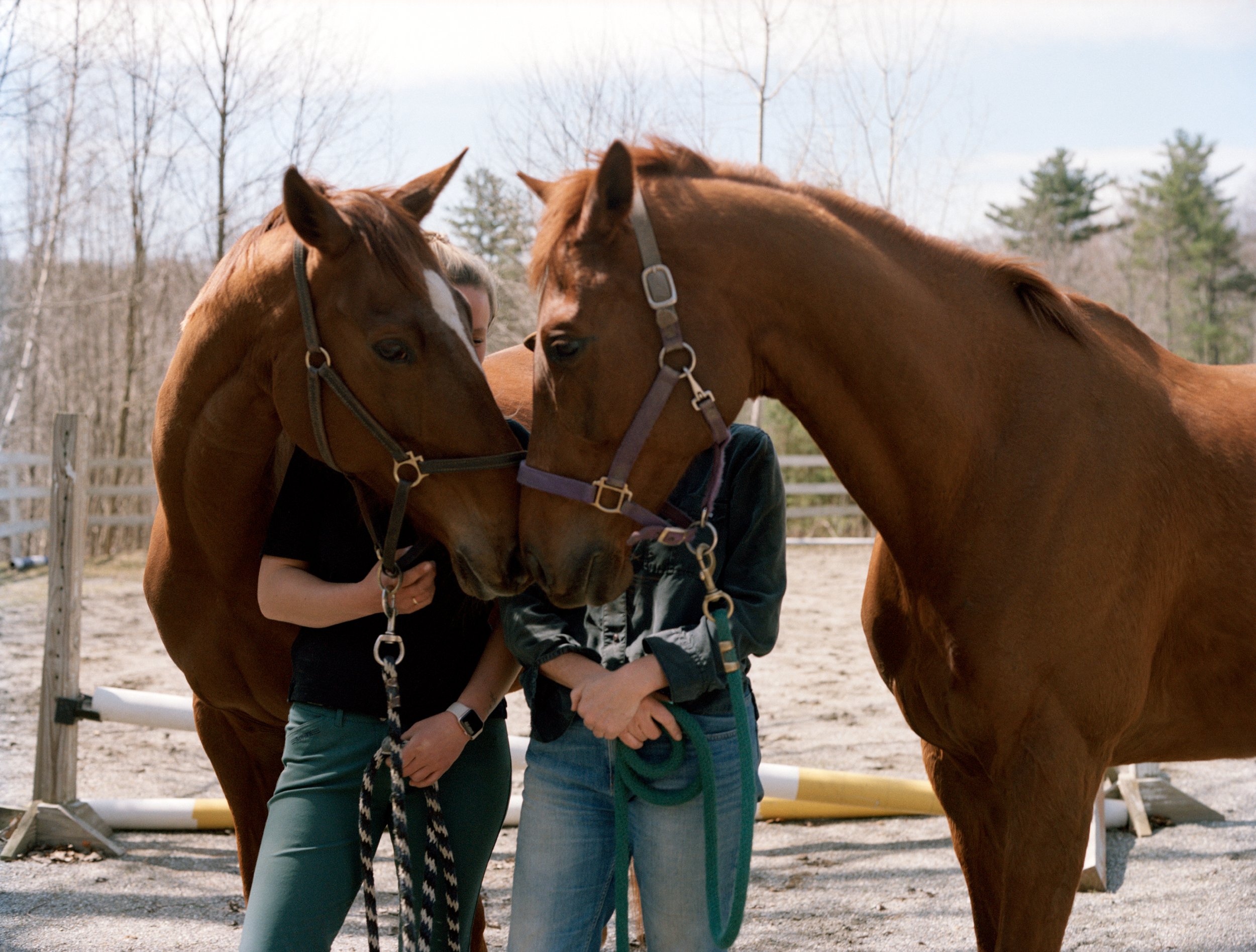  "I Saved an Abused, Broken Horse. Or Did She Save Me?," Courtney Maum, The Guardian, April 2022 