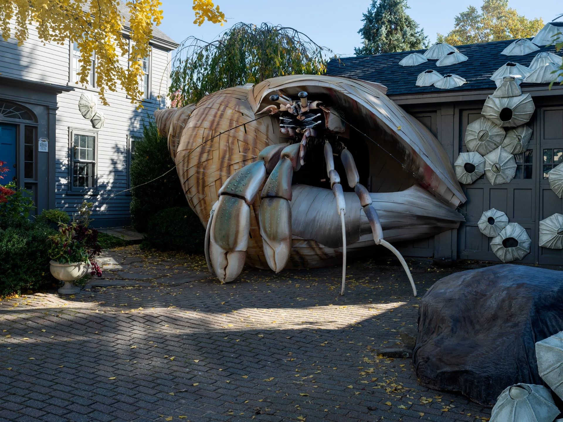 Holly Lynton_Tom Saltsman Hermit Crab 2025_0329-1-k-2.jpg