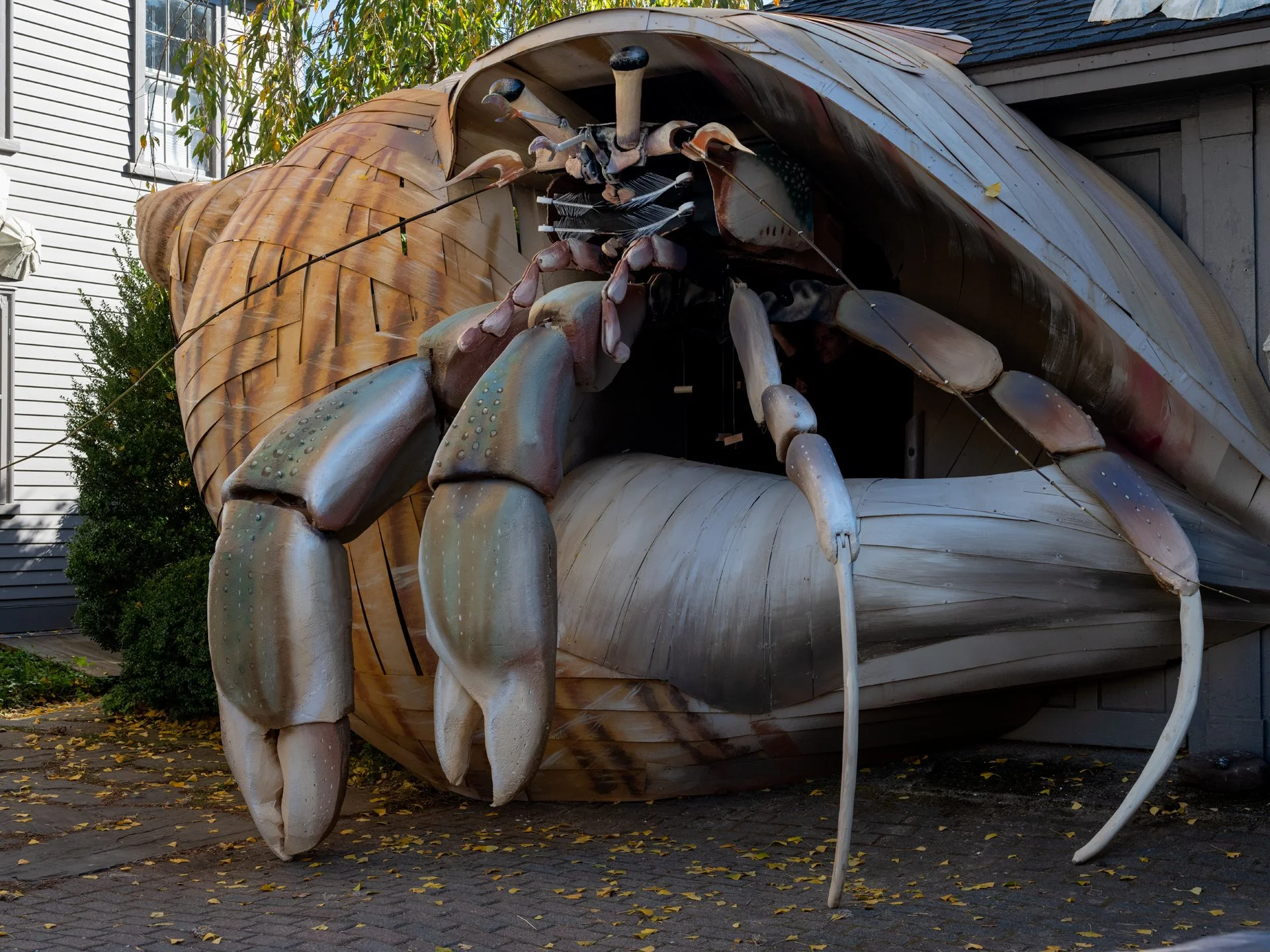 Holly Lynton_Tom Saltsman Hermit Crab 2025_0010-1-k-2.jpg
