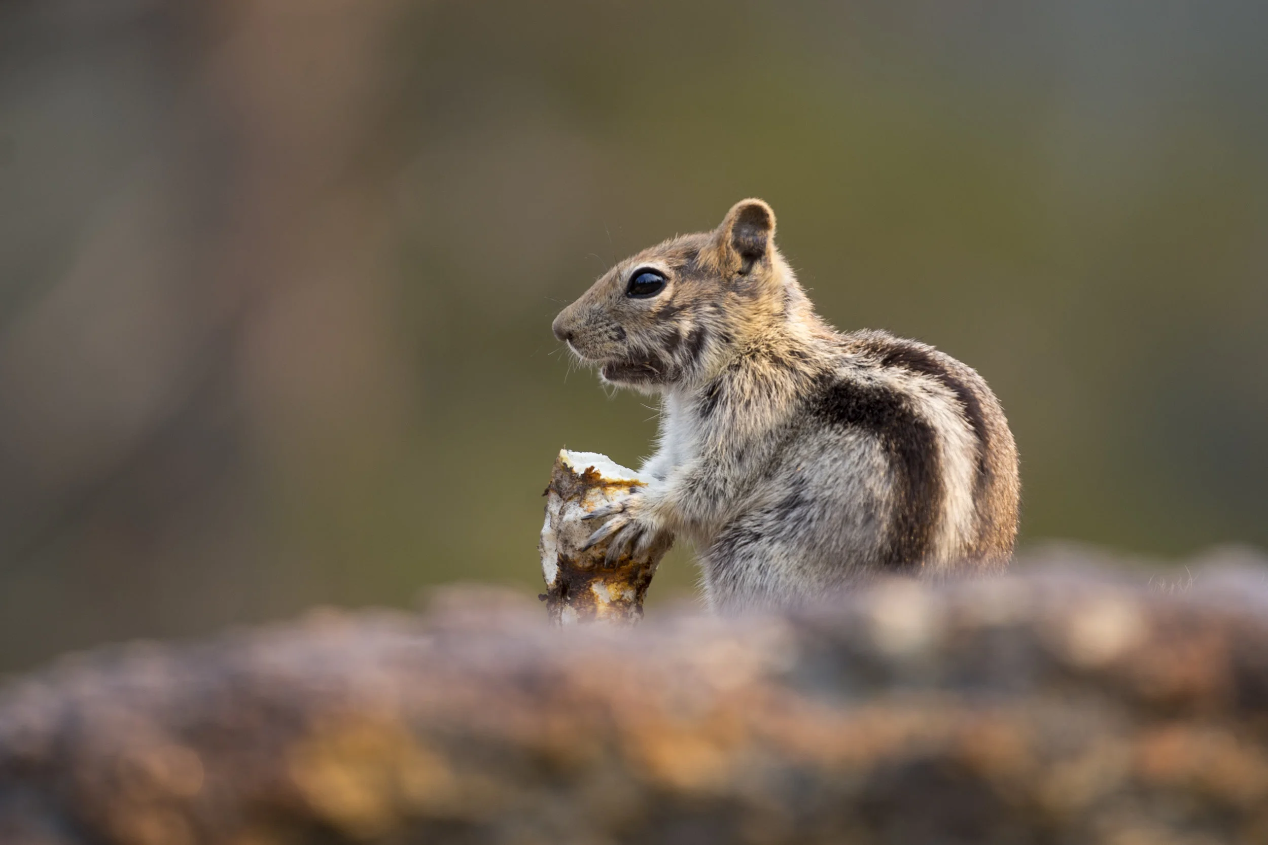 yosemite_tuolumnechipmunk1.jpg