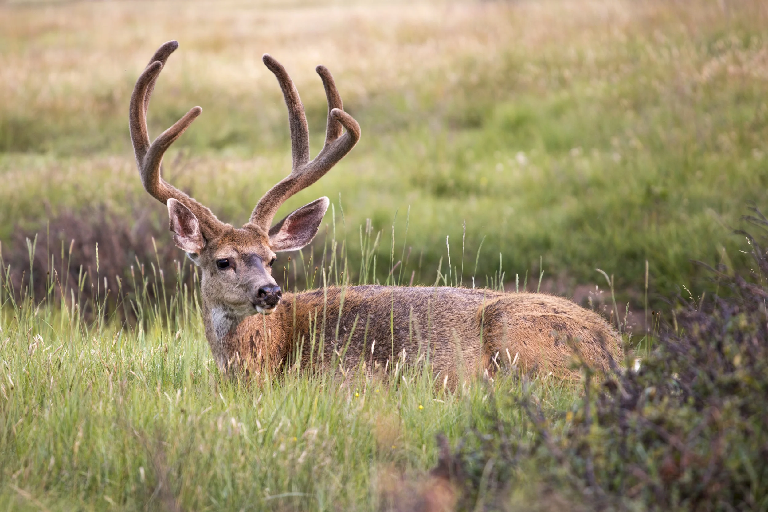 yosemite_tuolumnedeer1.jpg