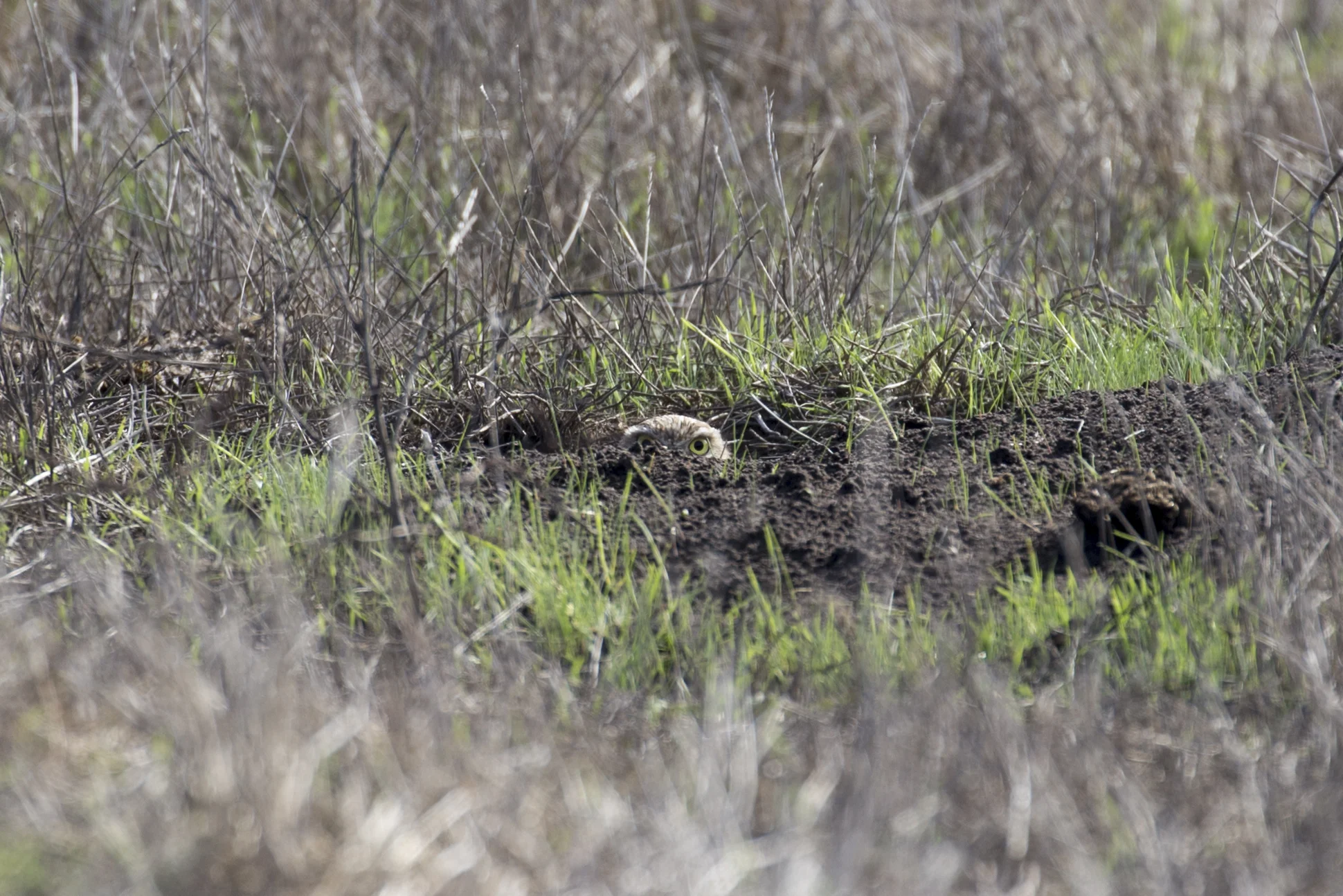 pointreyes_burrowingowl1.jpg