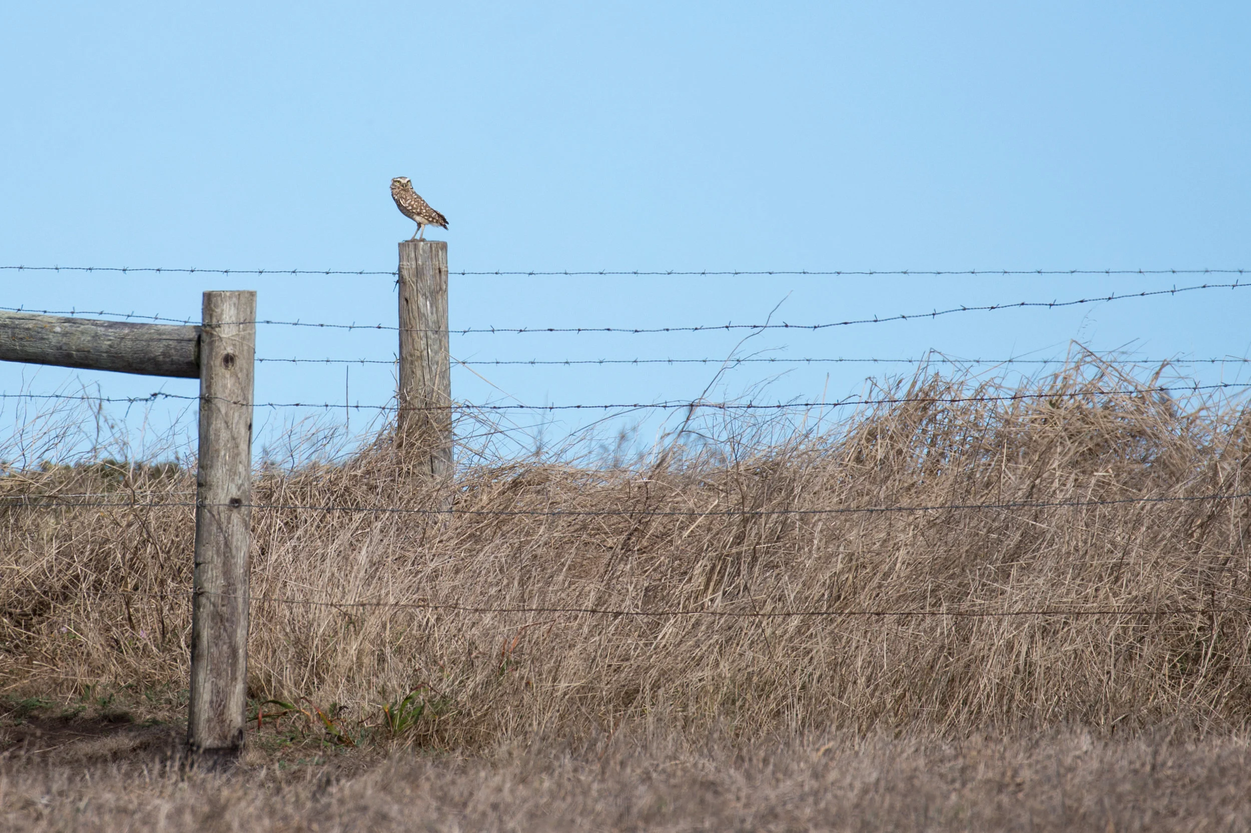 pointreyes_burrowingowl2.jpg