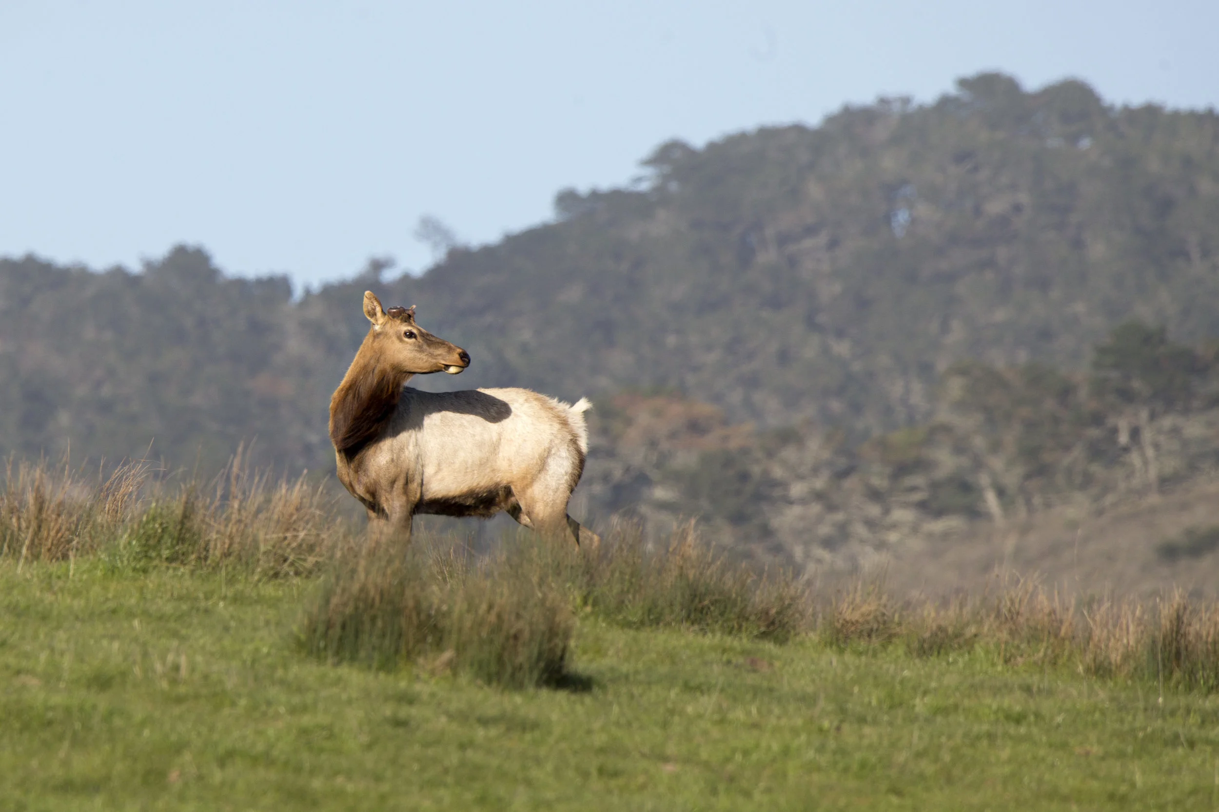 pointreyes_elk2.jpg