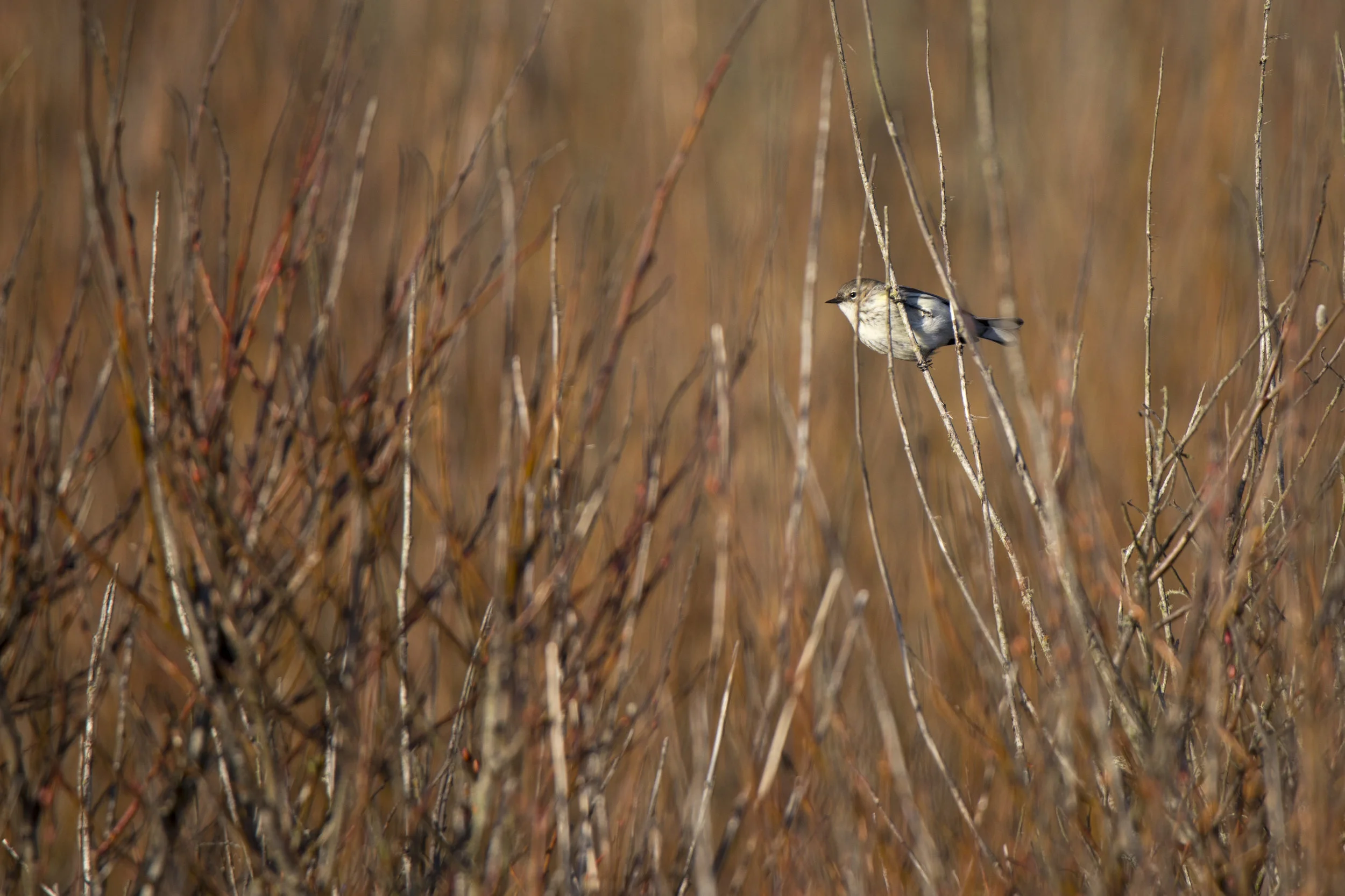 bird1.jpg