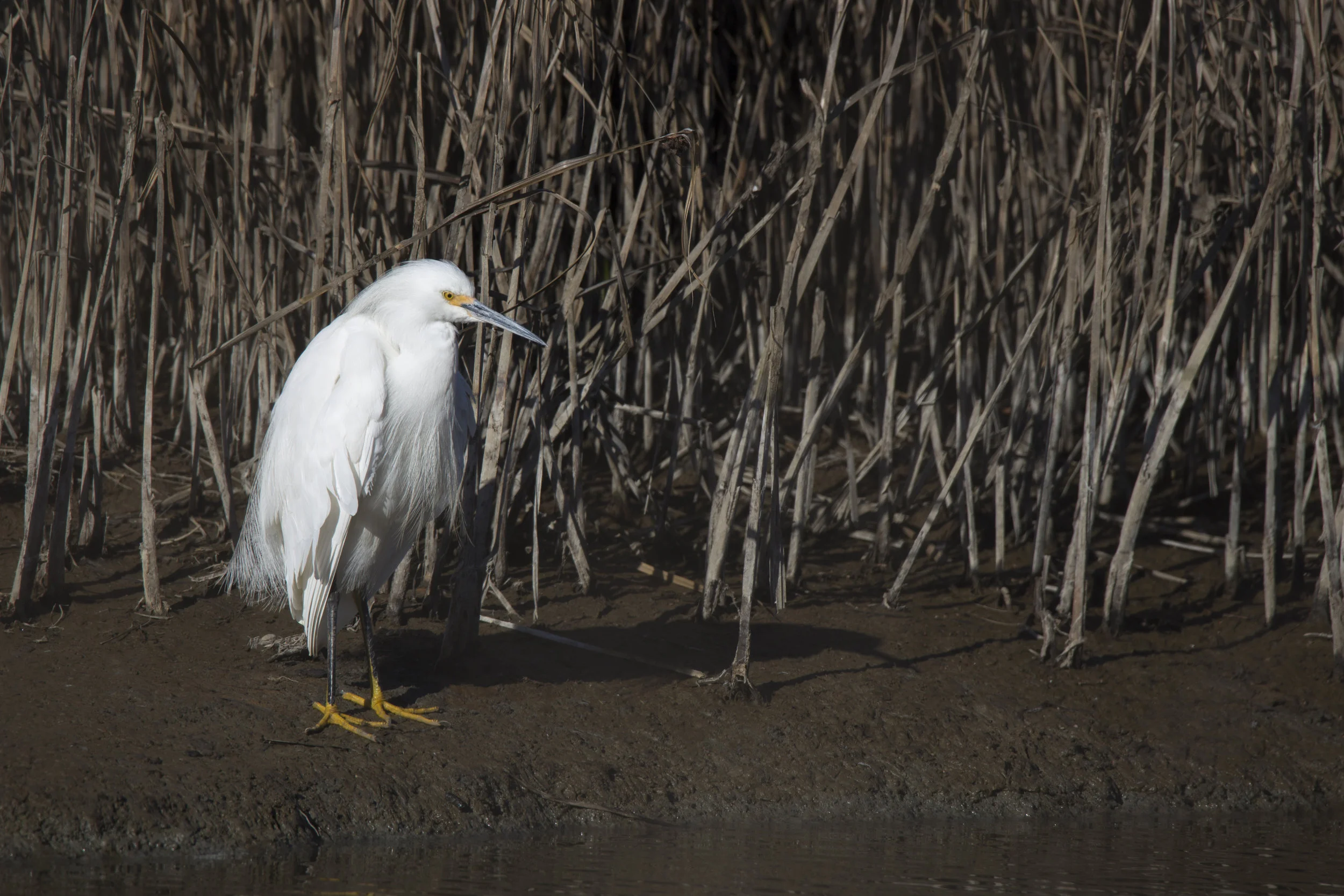 egret1.jpg