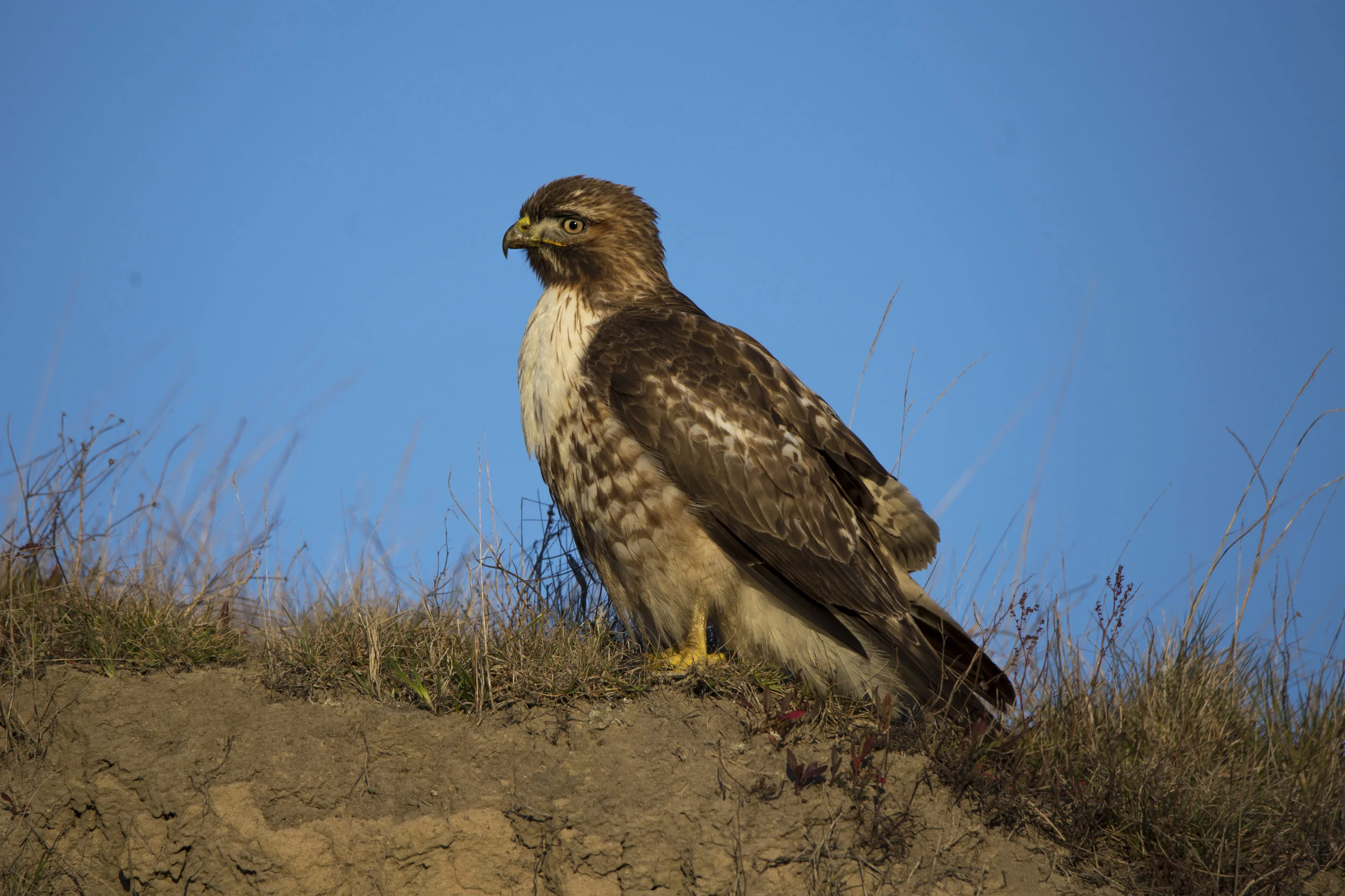 hawk1.jpg
