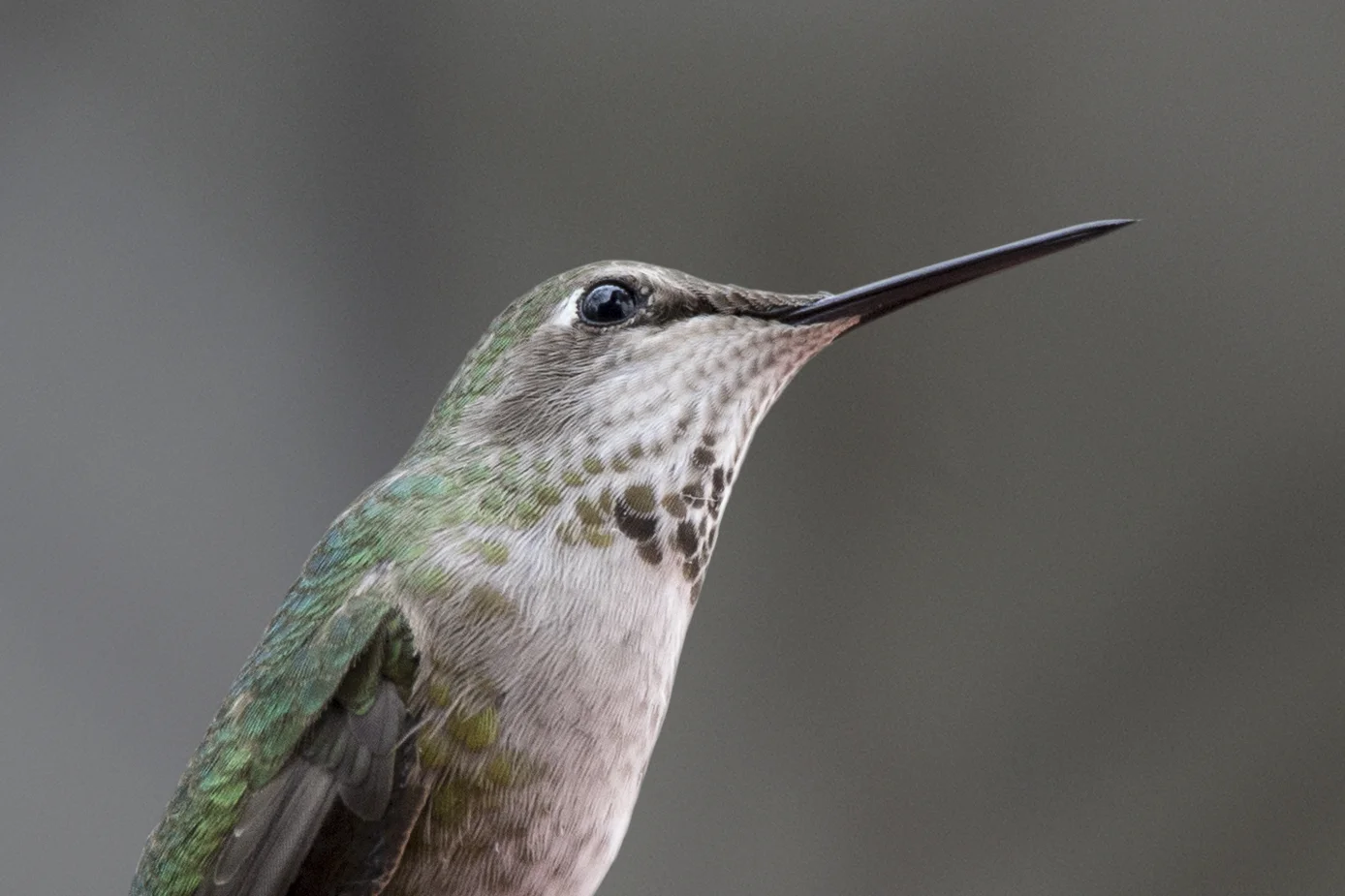 hummingbird2.jpg