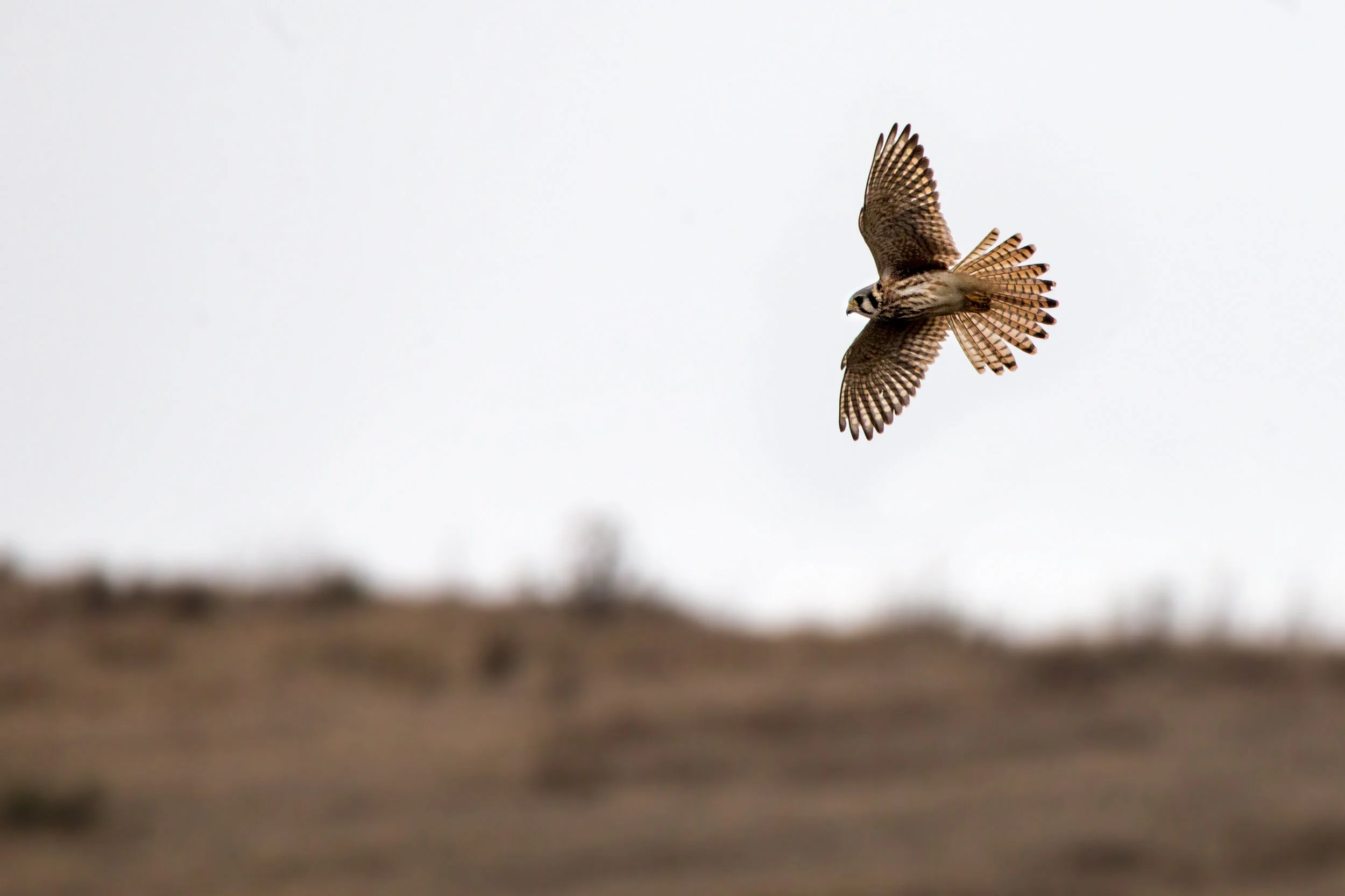 Kestrel
