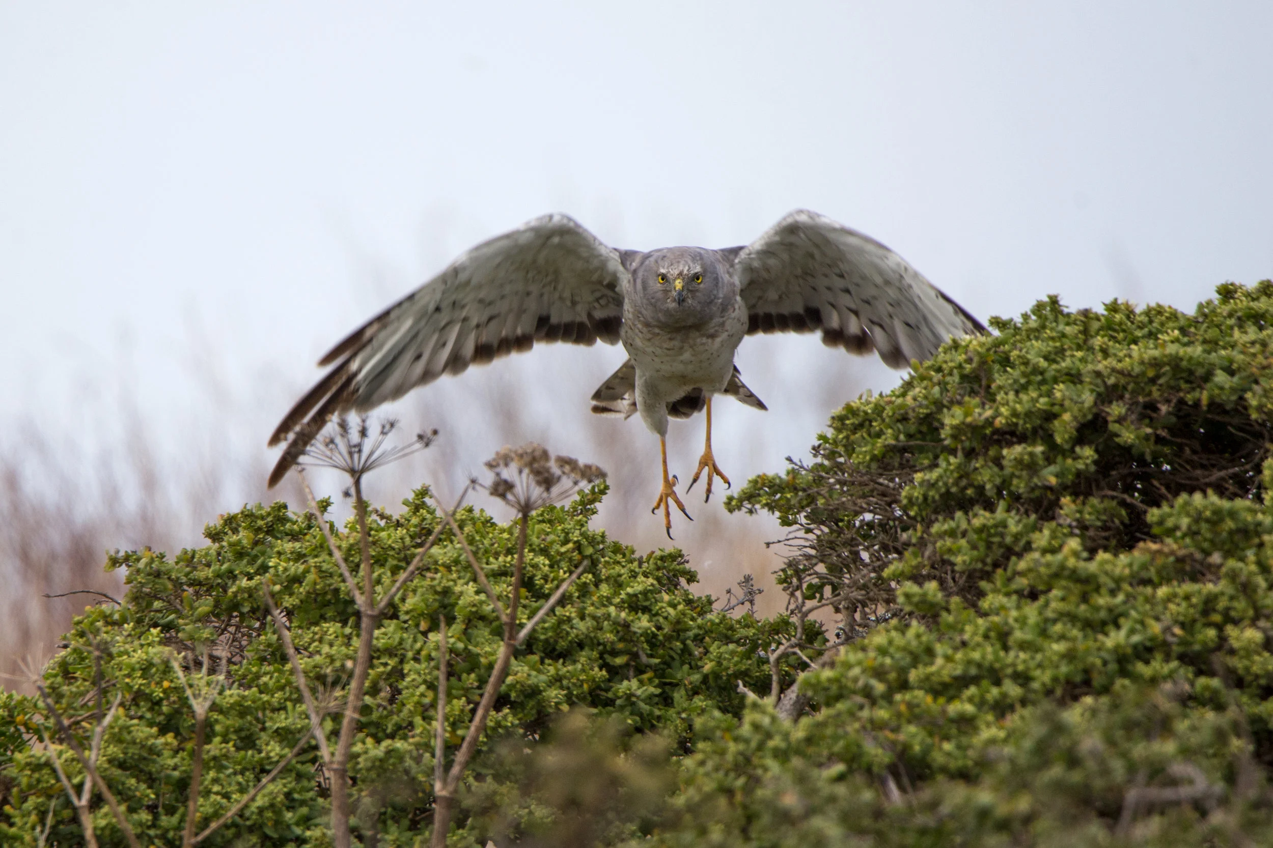 ptreyes_northernharrier4.jpg