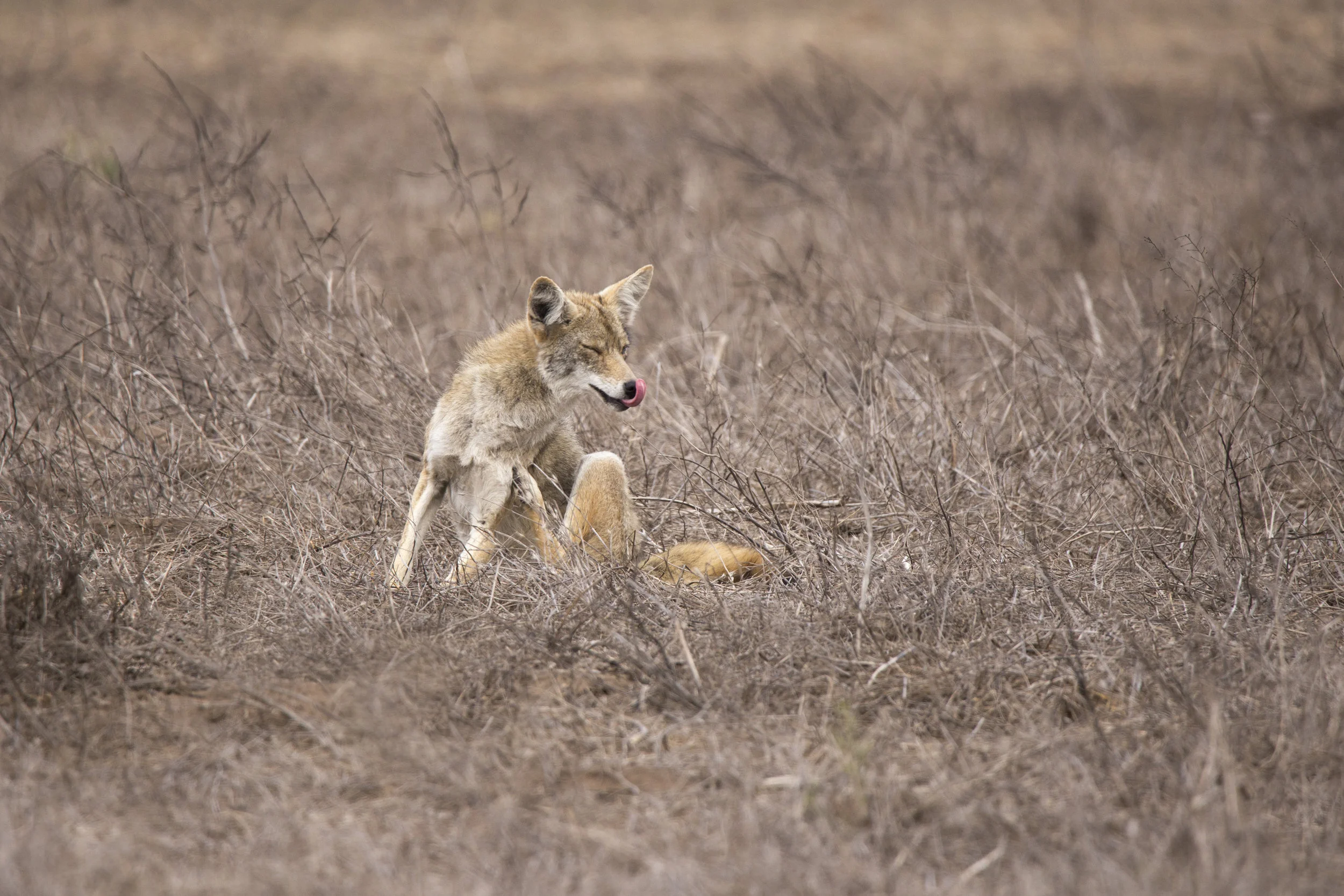 ptreyes_coyote1.jpg