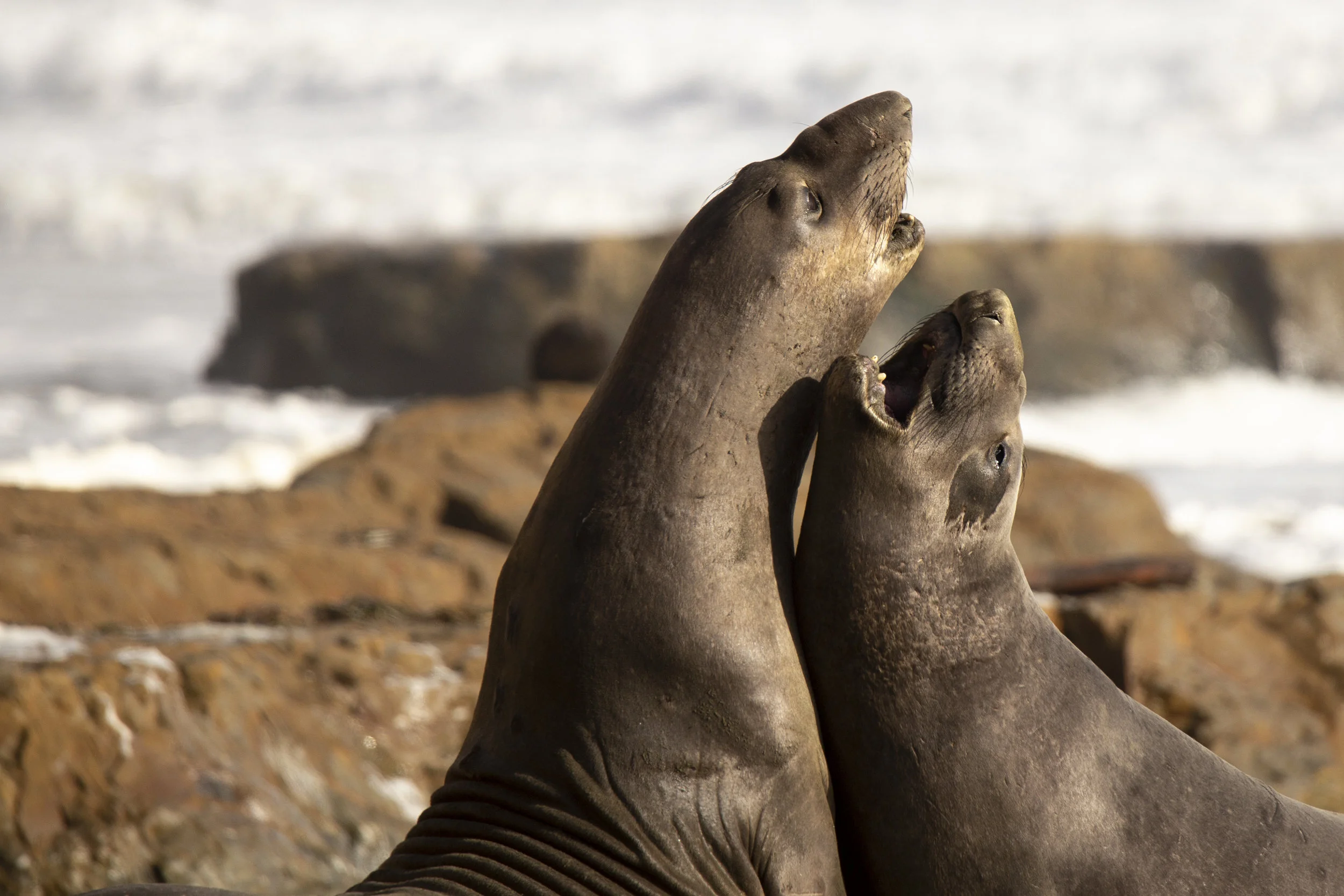 pointreyes_elephantseals1.jpg