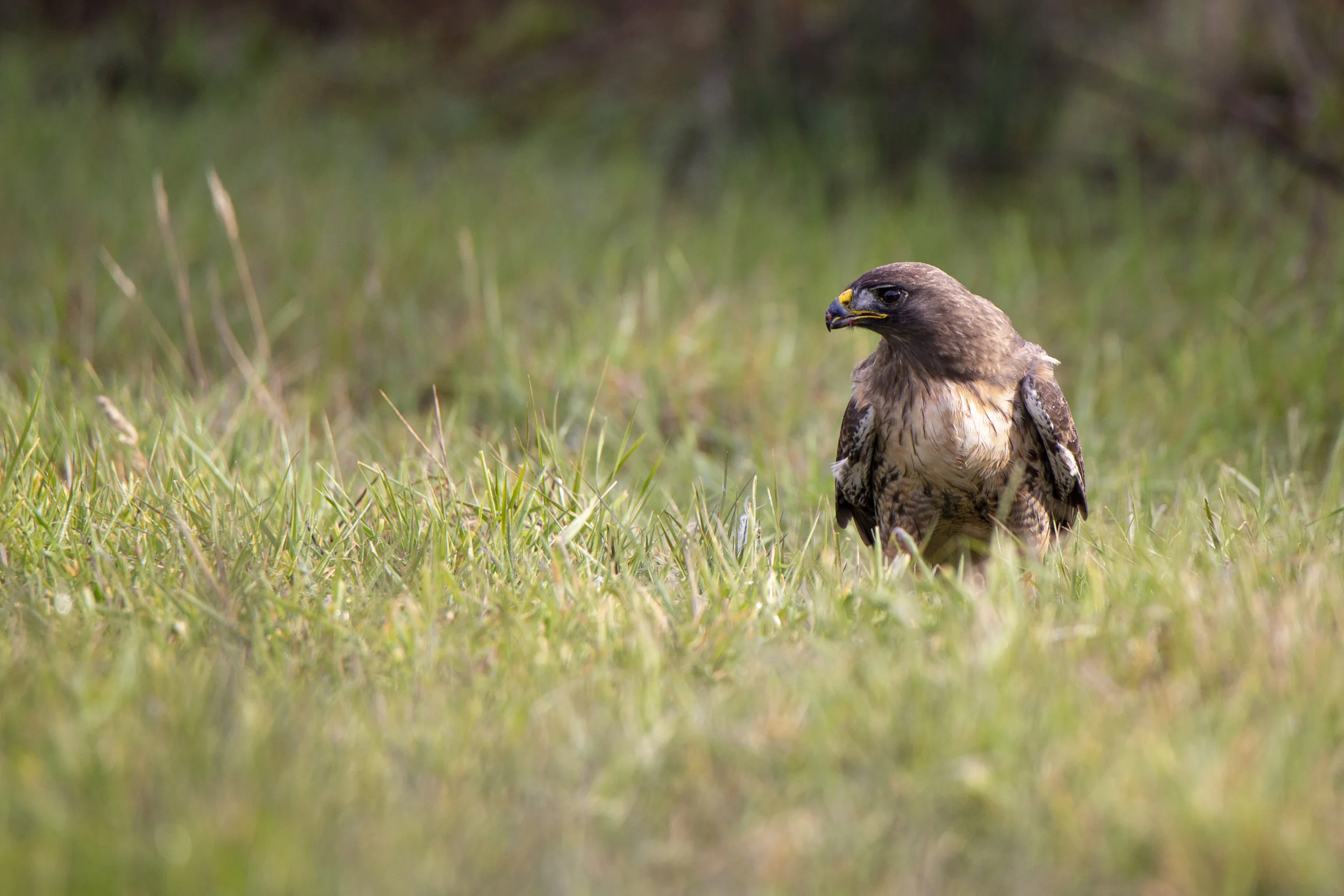 pointreyes_hawk1.jpg