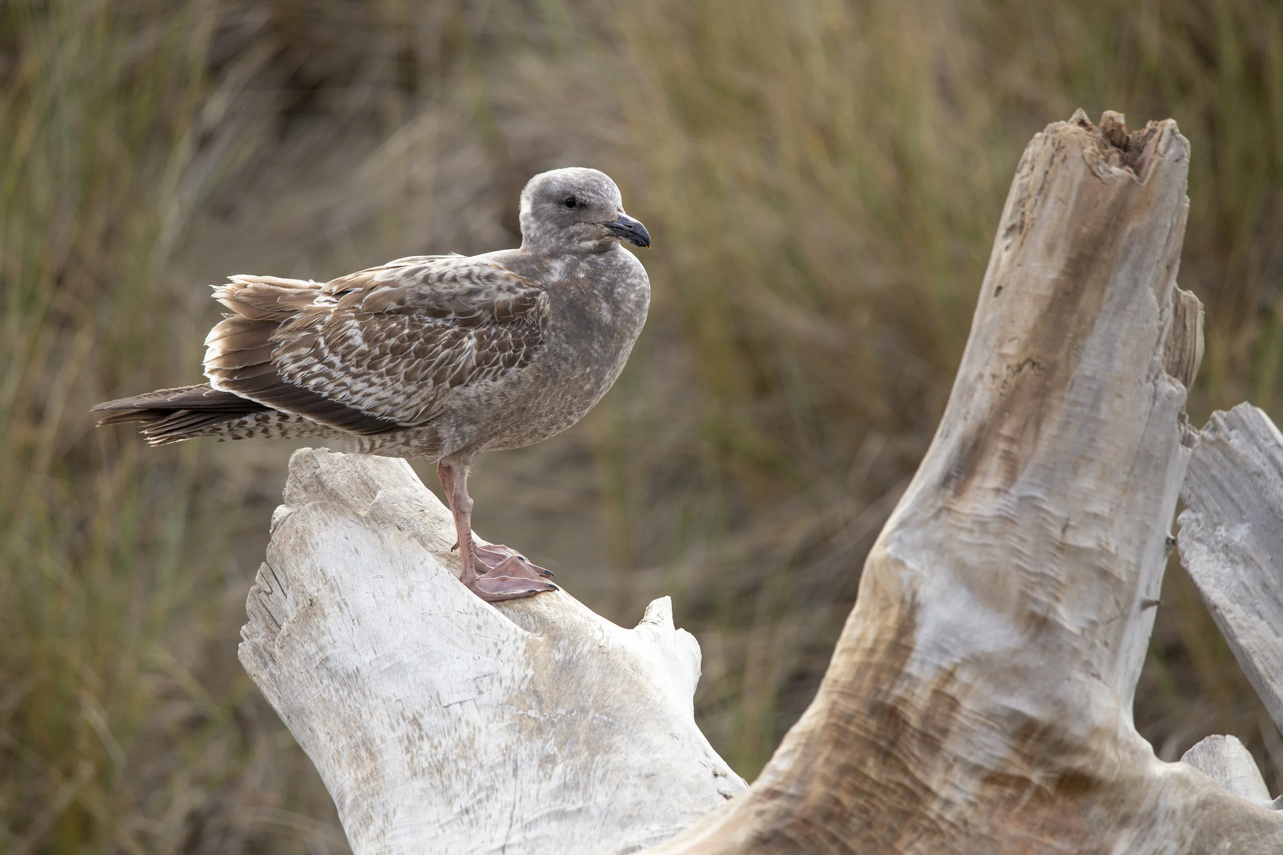 BodegaBay-Seagull1.jpg