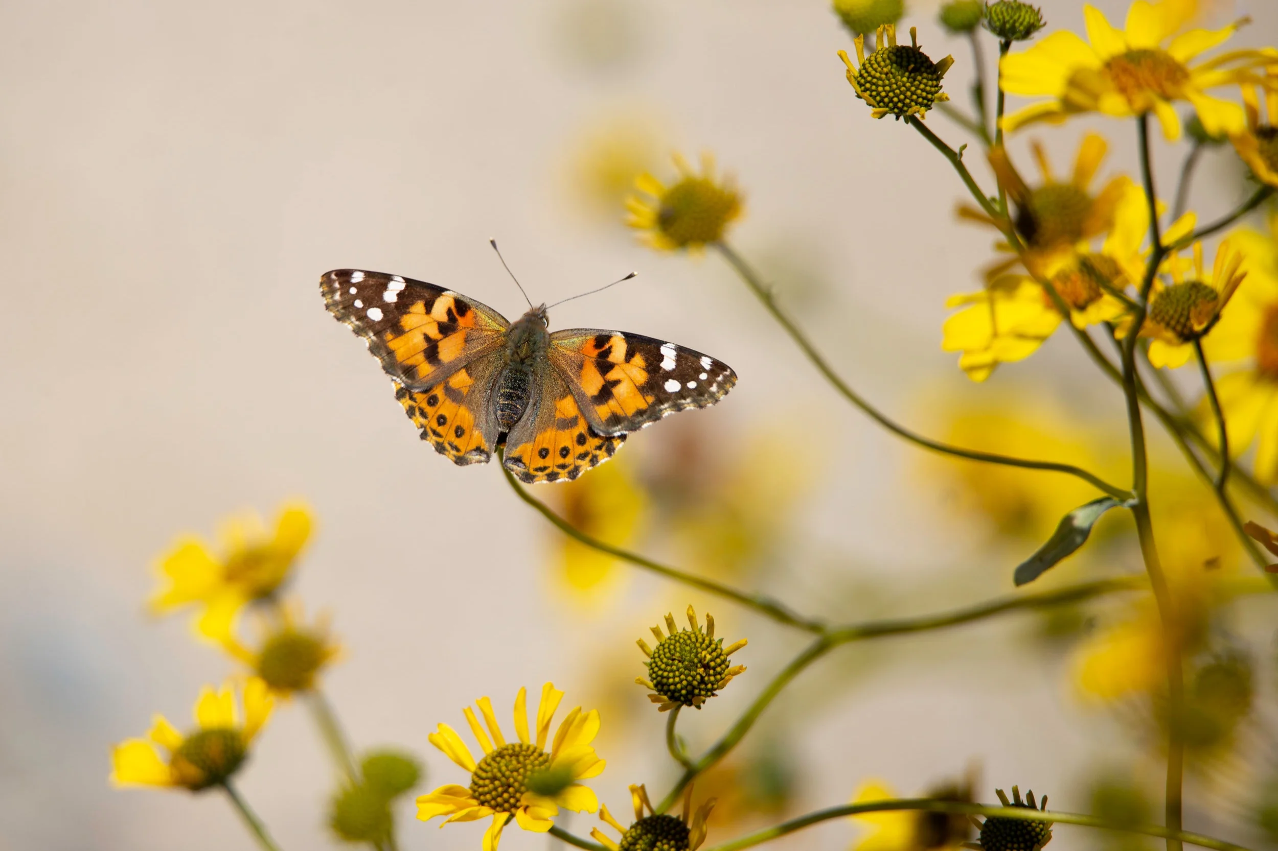 deathvalley-butterfly1.jpg