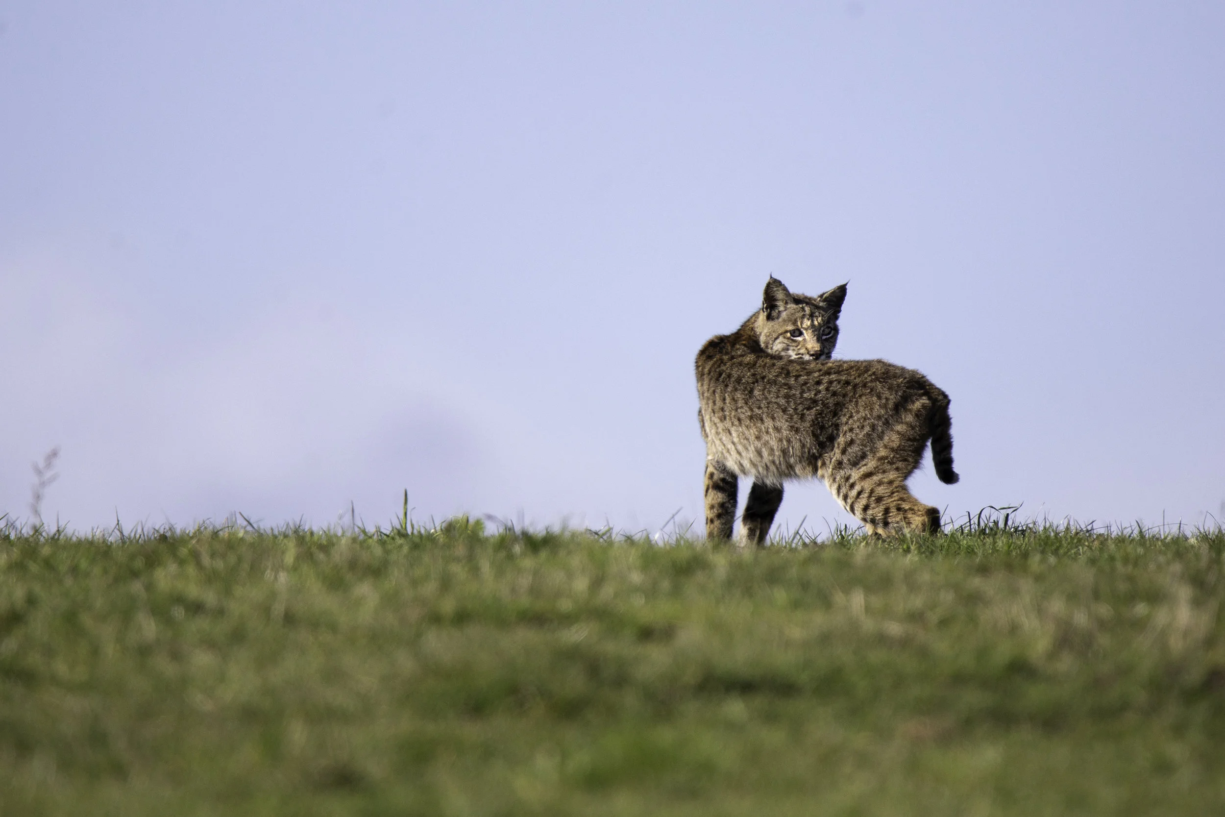 pointreyes-bobcat3.jpg