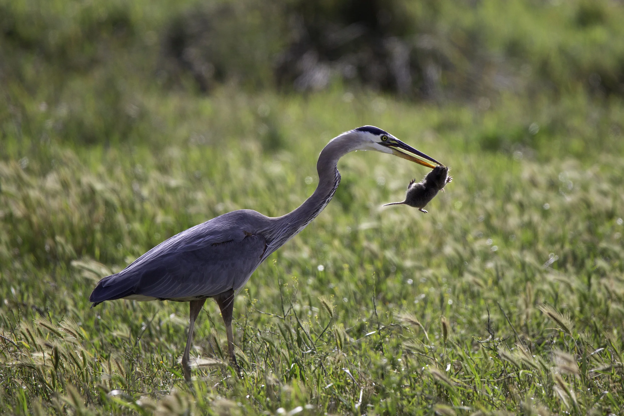 pointreyes-heron1.jpg