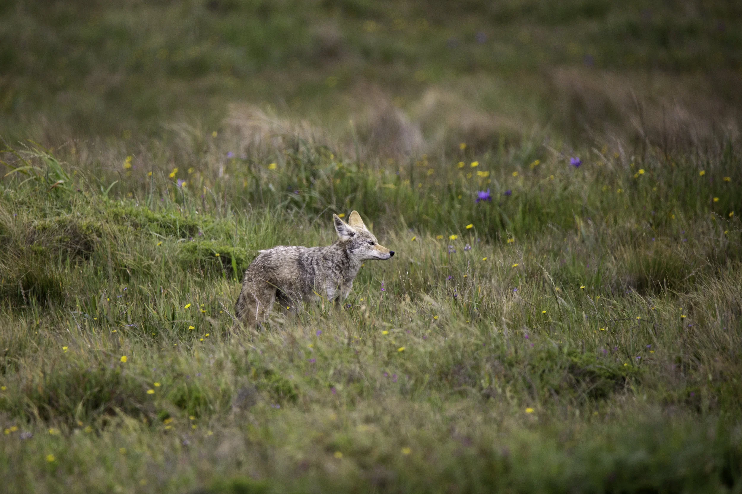 pointreyes-coyote1.jpg