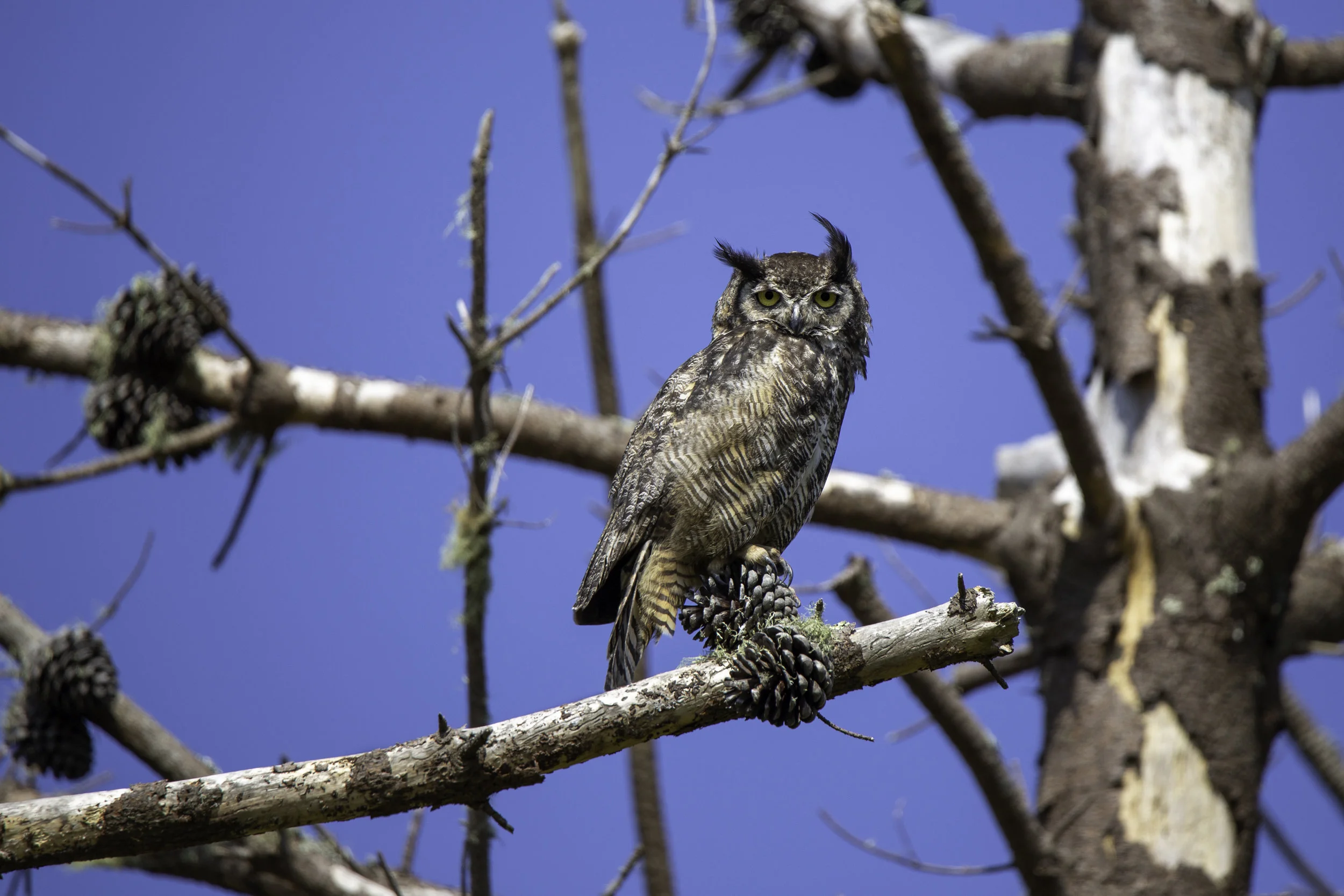 pointreyes-greathornedowl6.jpg